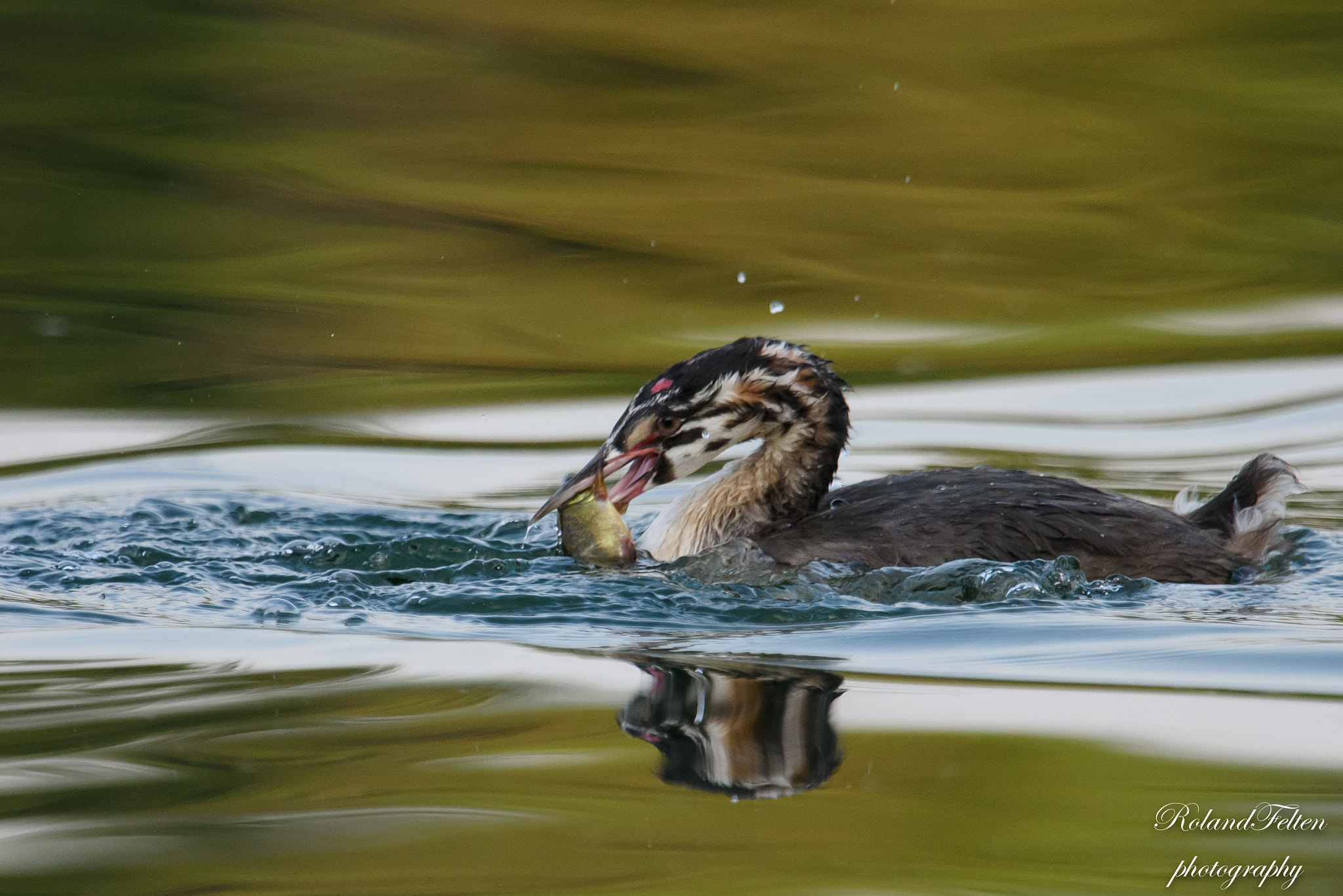Nikon AF-S Nikkor 600mm F4G ED VR sample photo. Great hunger photography