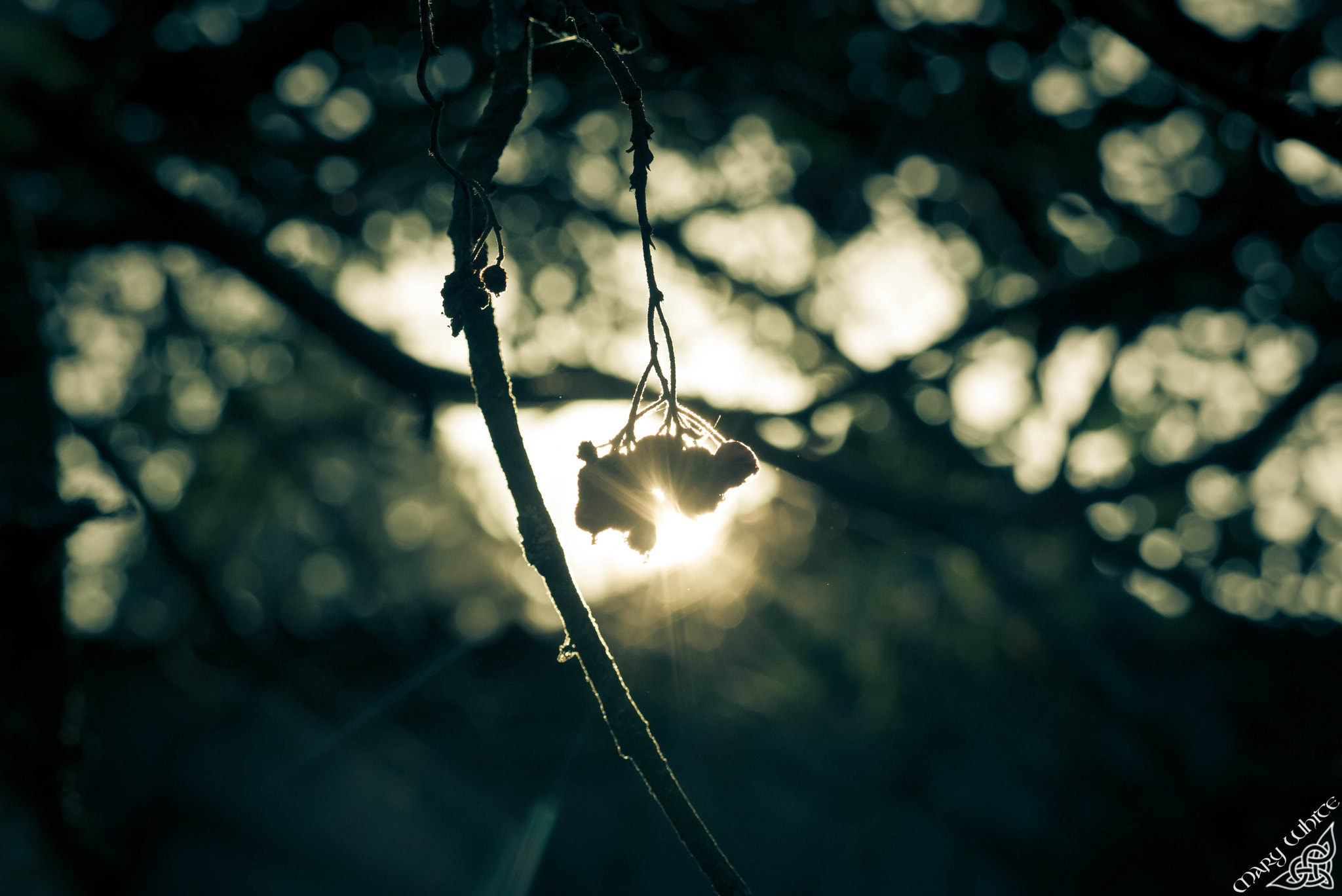 Panasonic Lumix DMC-G1 sample photo. Sunset photography