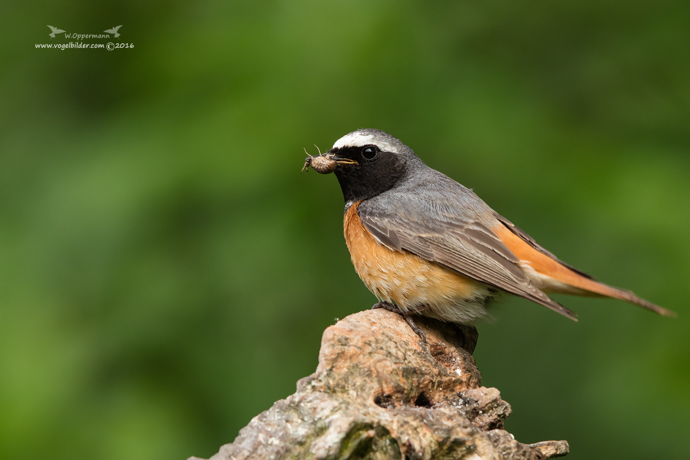 Canon EF 600mm F4L IS II USM sample photo. Gartenrotschwanz / common redstart photography
