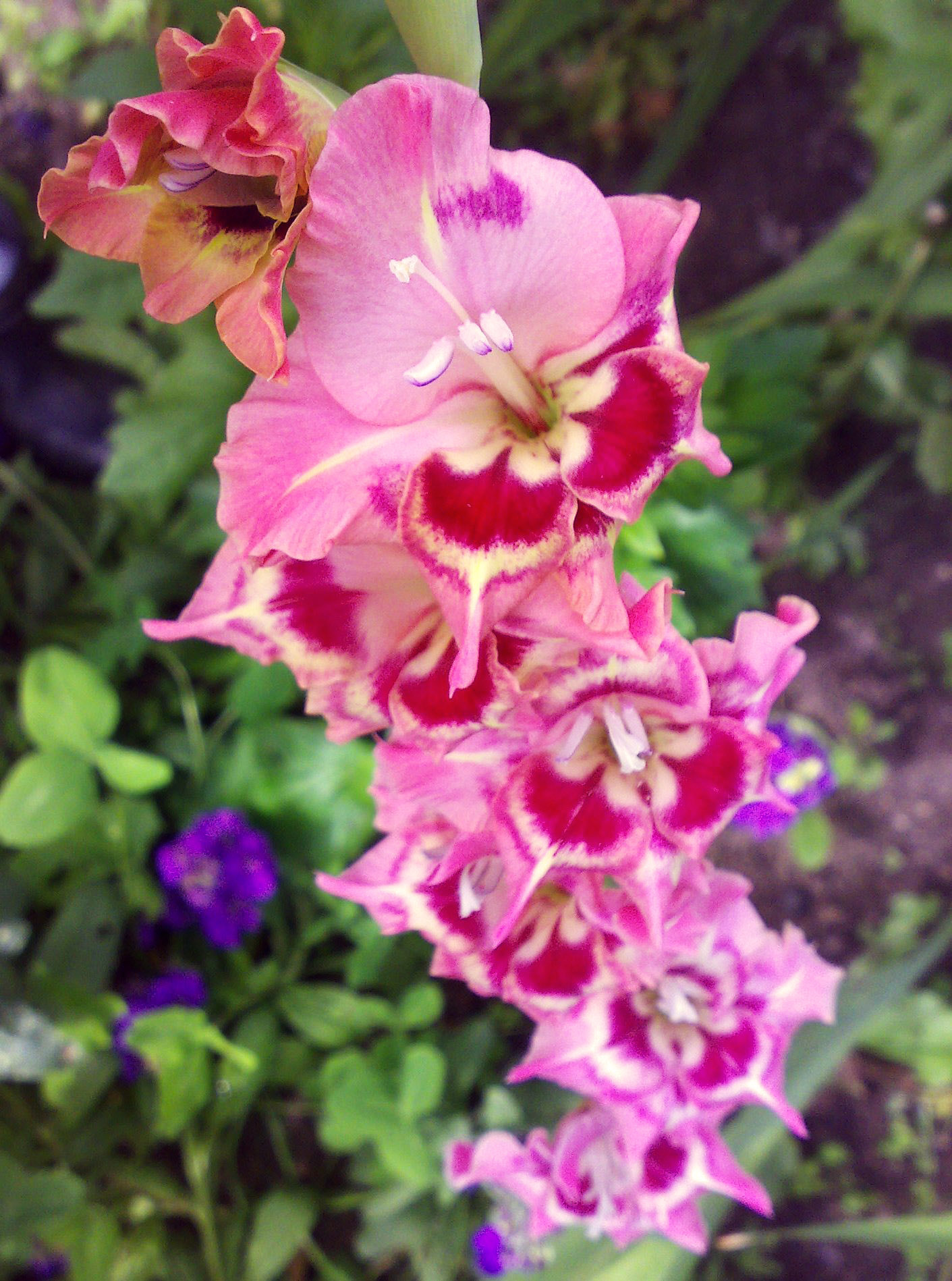 Nokia N73 sample photo. 2011 photography