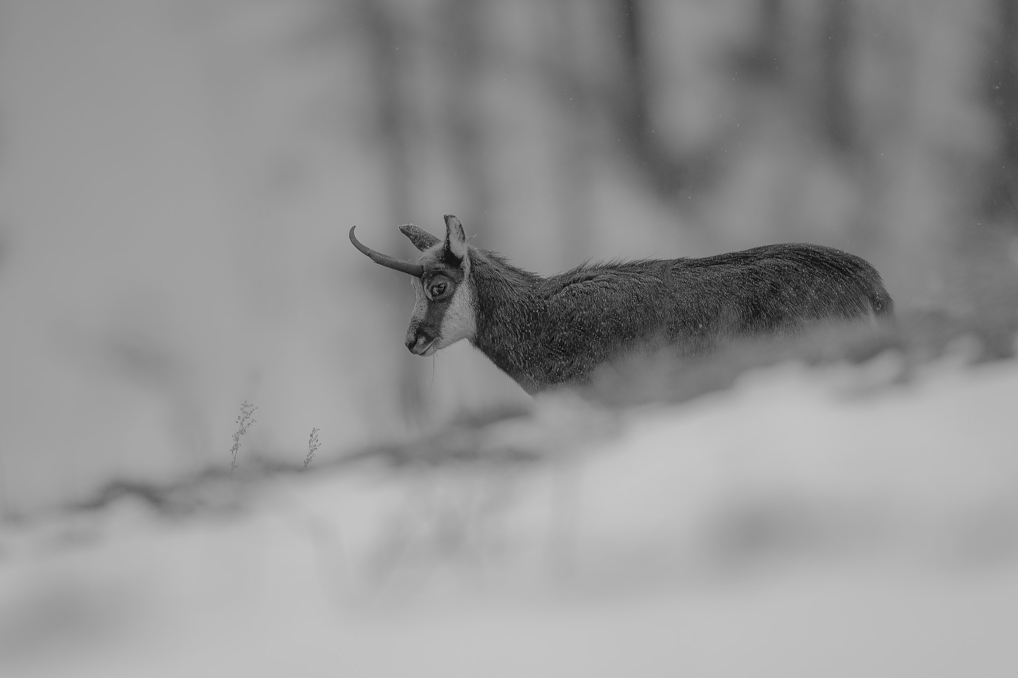 Nikon D4S + Nikon AF-S Nikkor 600mm F4E FL ED VR sample photo. B&w chamois photography