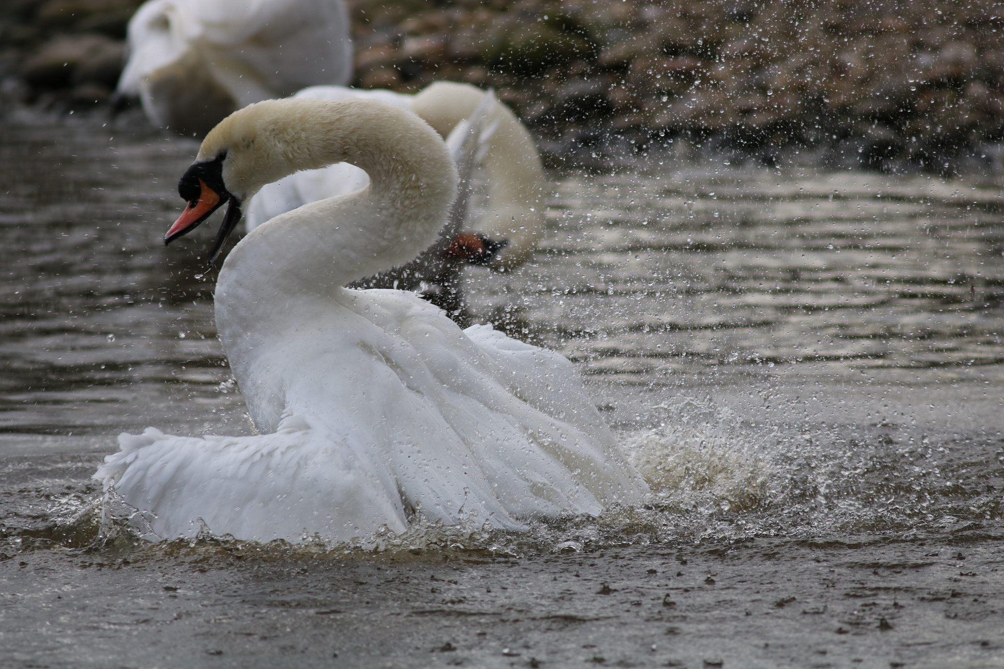 Canon EOS 750D (EOS Rebel T6i / EOS Kiss X8i) + Canon EF 400mm F5.6L USM sample photo. Mute swan photography