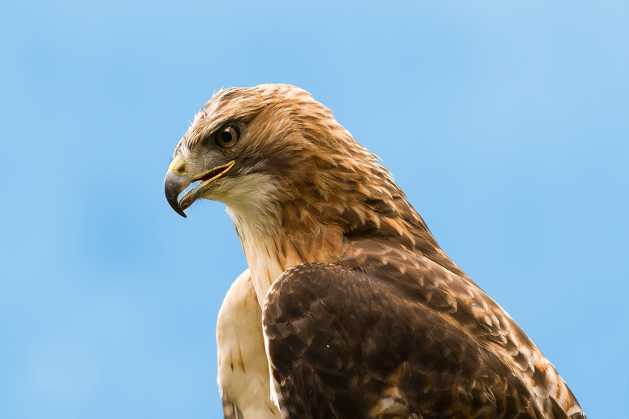 Canon EOS 30D + Canon EF 70-200mm F4L IS USM sample photo. Rapax photography