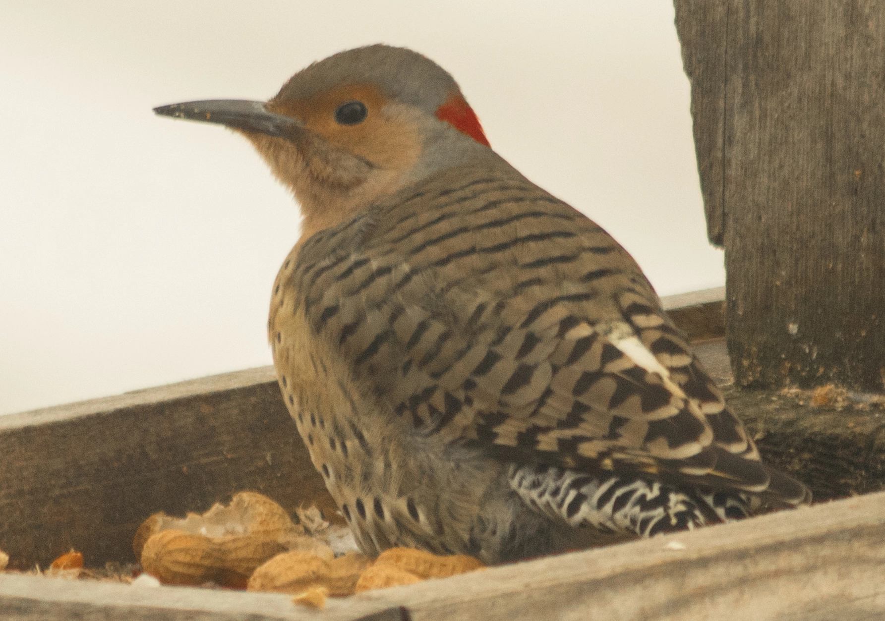 smc PENTAX-F 70-210mm F4-5.6 sample photo. Flicker photography