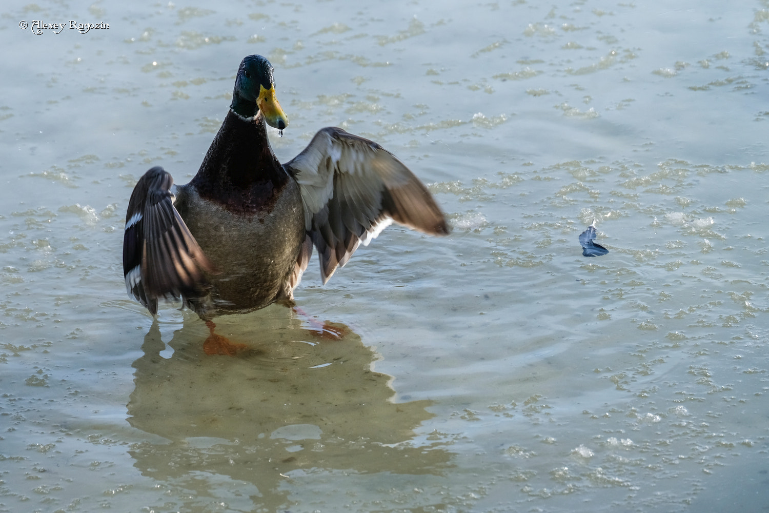 Fujifilm X-T2 + Fujifilm XC 50-230mm F4.5-6.7 OIS sample photo. In anticipation of spring photography