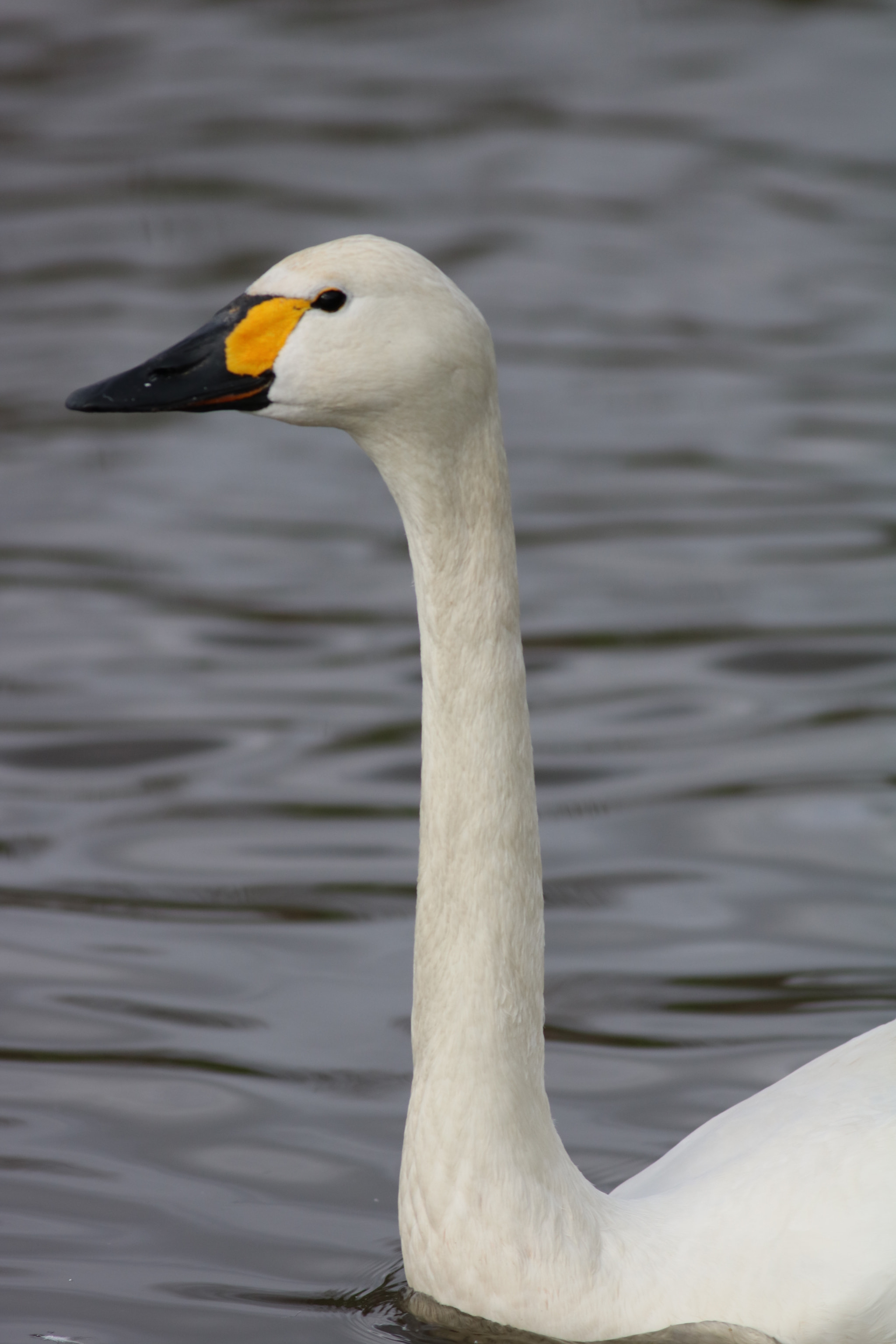 Canon EOS 750D (EOS Rebel T6i / EOS Kiss X8i) + Canon EF 400mm F5.6L USM sample photo. Whooper swan. photography