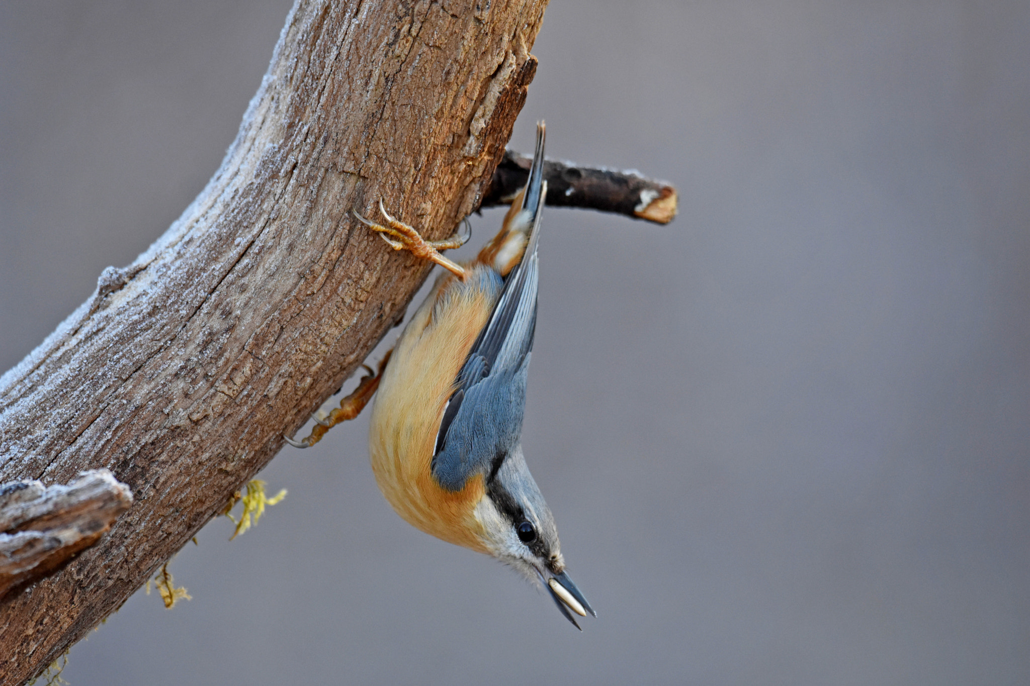 Nikon D7200 + Nikon AF-S Nikkor 600mm F4G ED VR sample photo. Eurasian nuthatch photography