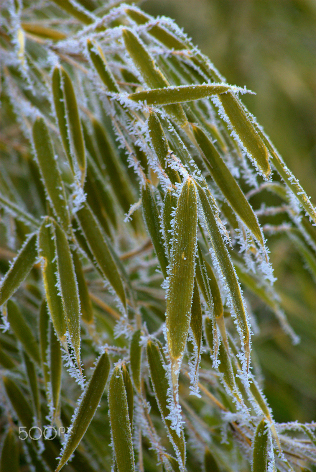 Sigma 70-300mm F4-5.6 APO DG Macro sample photo. Frosty fargesia bamboo photography
