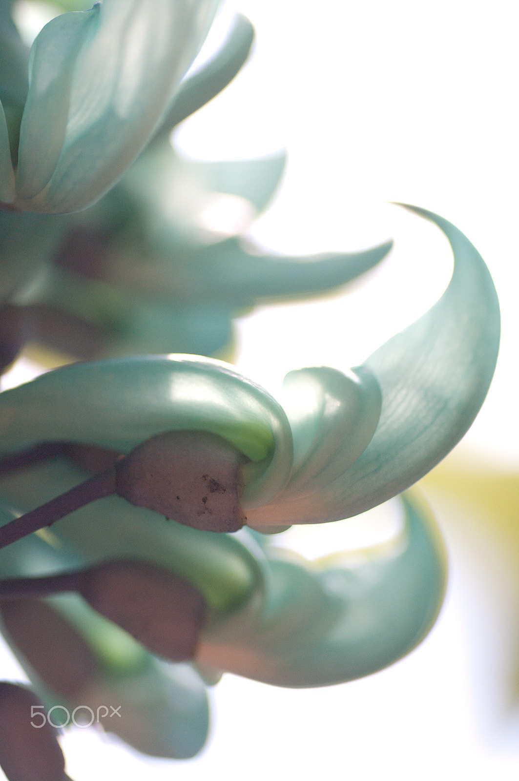 Pentax K-7 sample photo. Jade vine photography