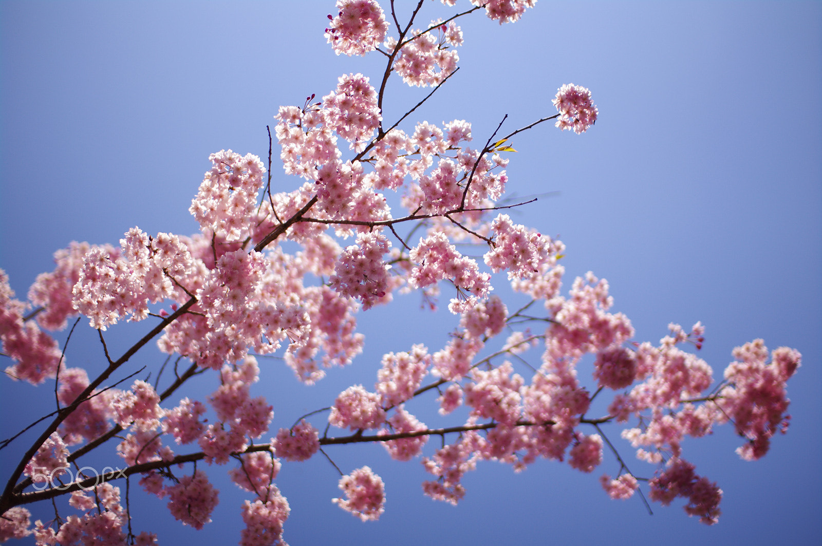 Pentax K-7 sample photo. Sky pink photography