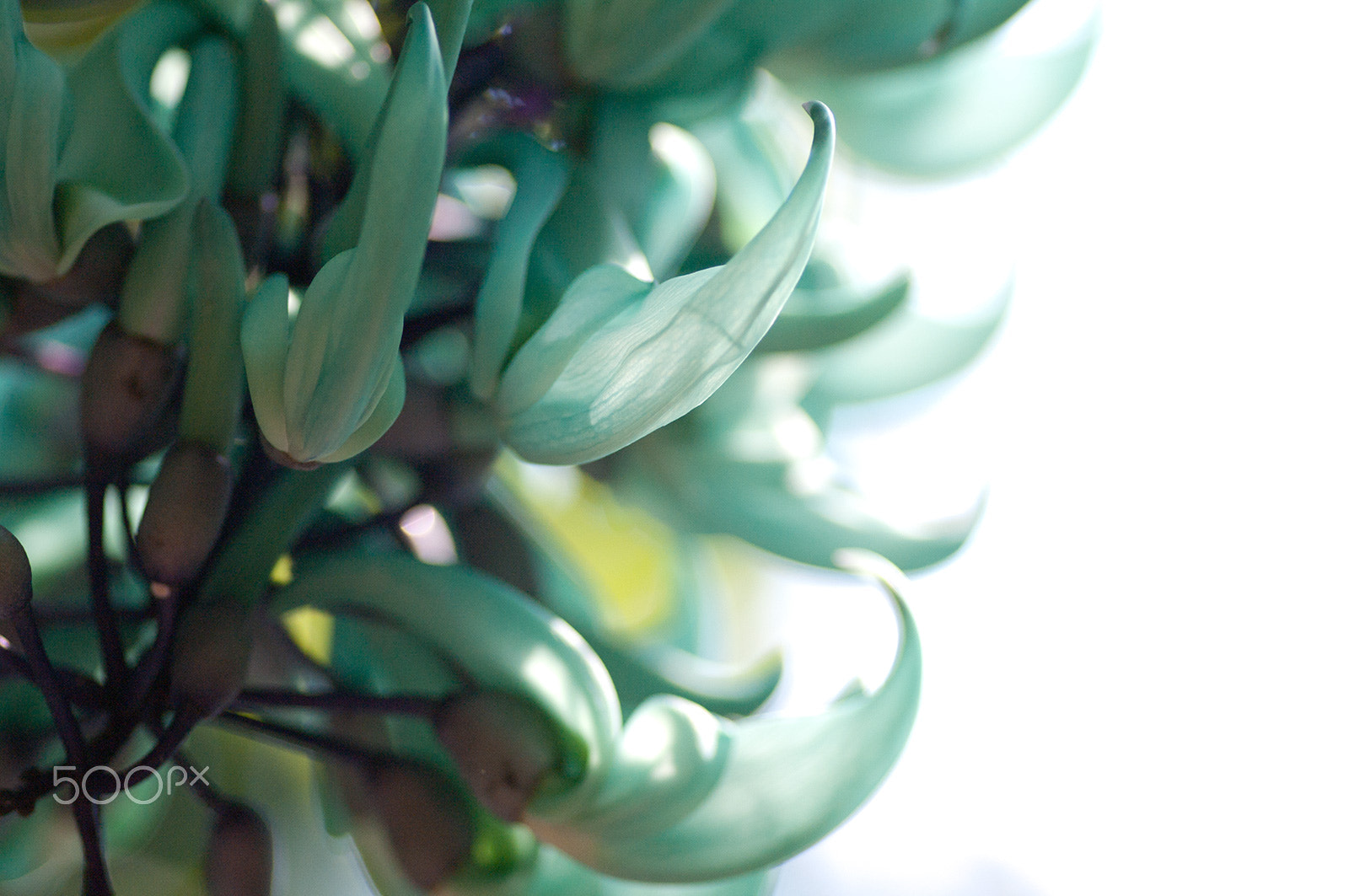 Pentax K-7 sample photo. Jade vine photography