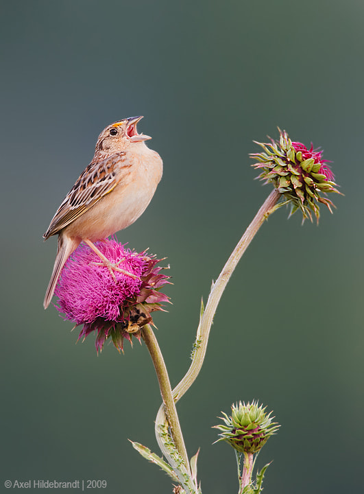 Canon EOS-1D Mark III + Canon EF 500mm F4L IS USM sample photo. Grasshopper sparrow photography