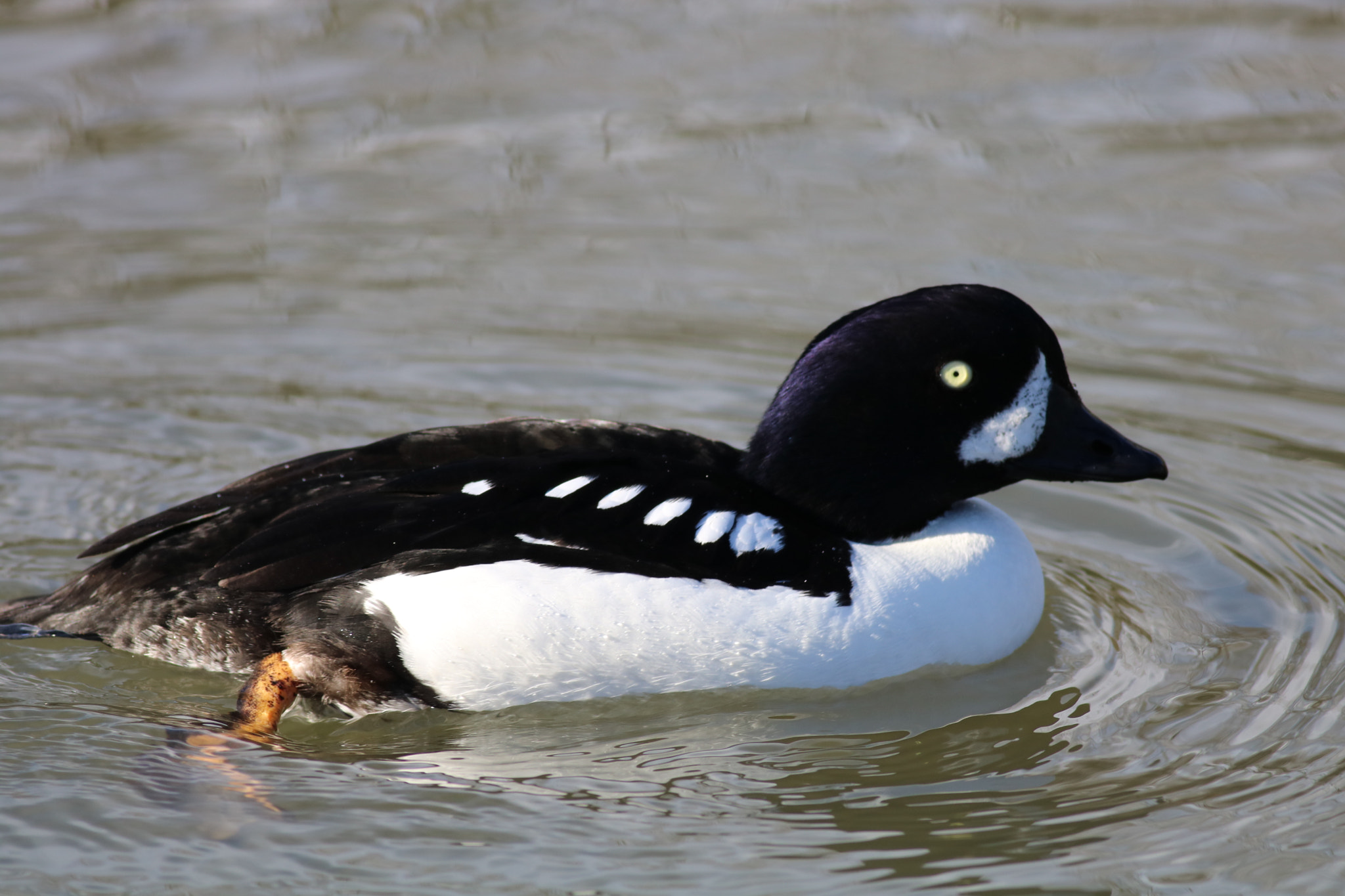 Canon EOS 750D (EOS Rebel T6i / EOS Kiss X8i) + Canon EF 400mm F5.6L USM sample photo. Barrow's goldeneye. photography