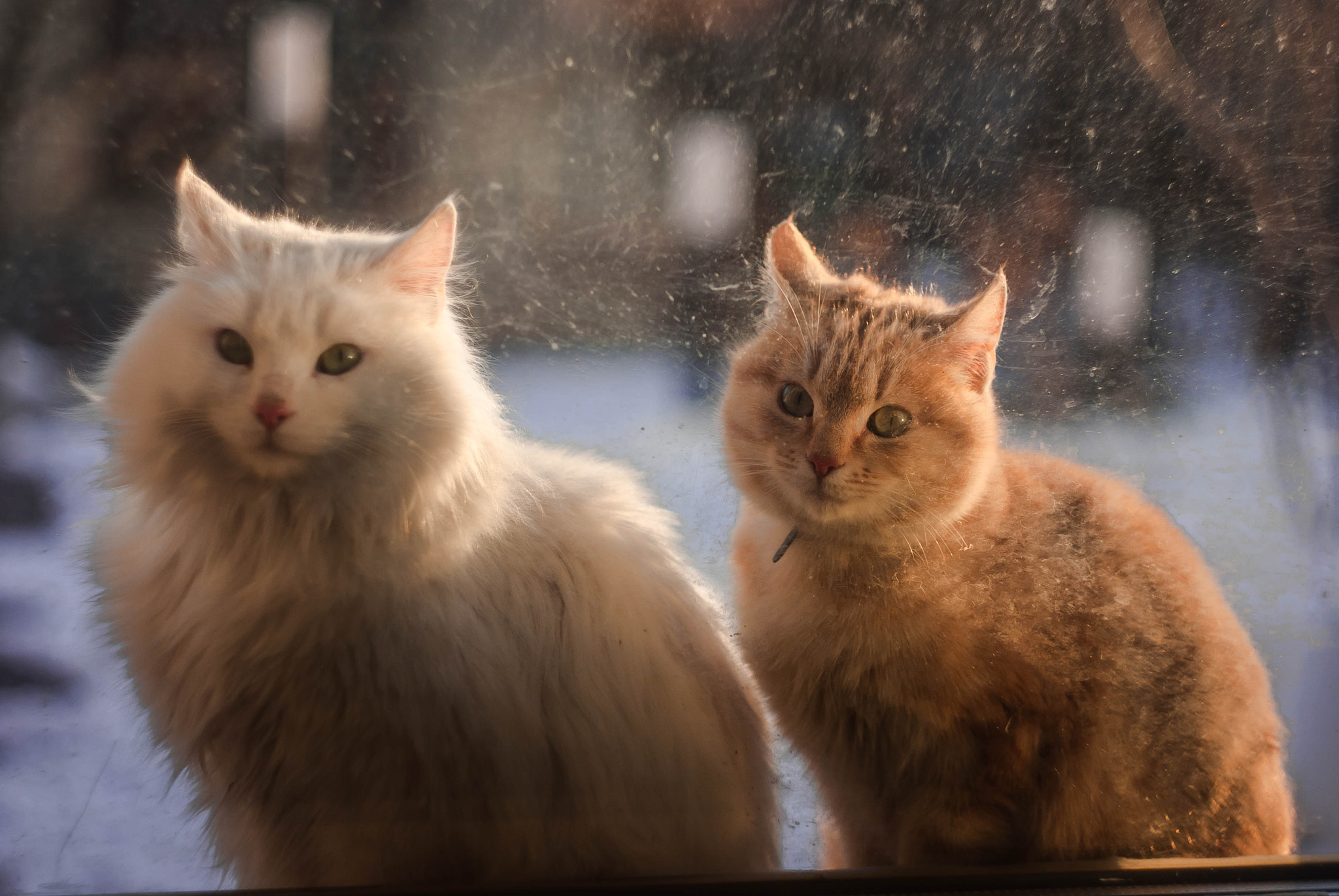 Pentax K-m (K2000) + A Series Lens sample photo. Cats&dirty window photography