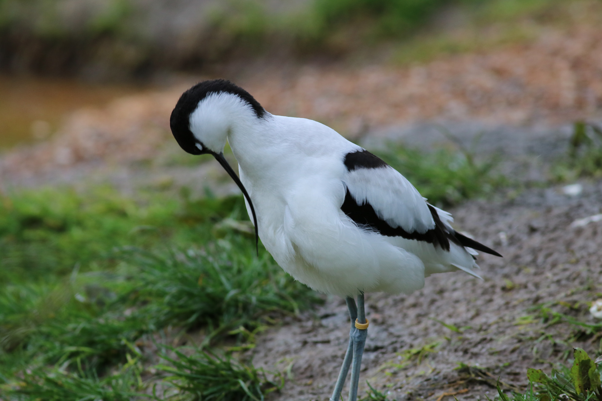 Canon EOS 750D (EOS Rebel T6i / EOS Kiss X8i) + Canon EF 400mm F5.6L USM sample photo. Avocet. photography