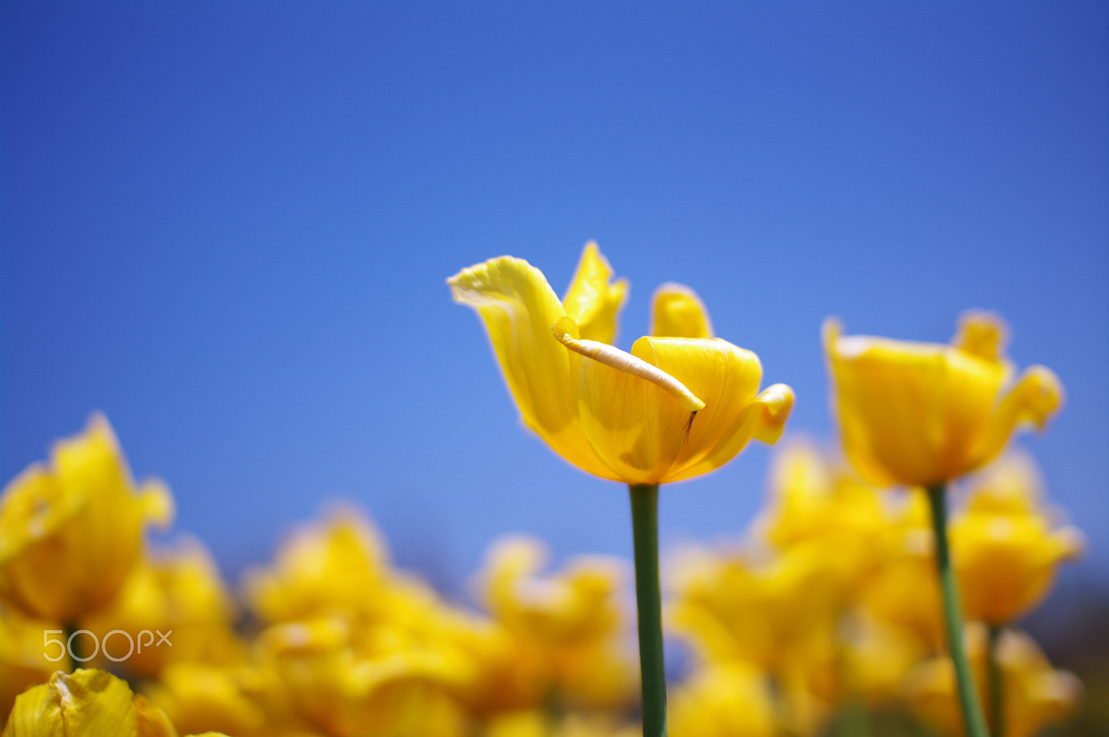 Pentax K-7 + Sigma sample photo. Yellow & blue photography