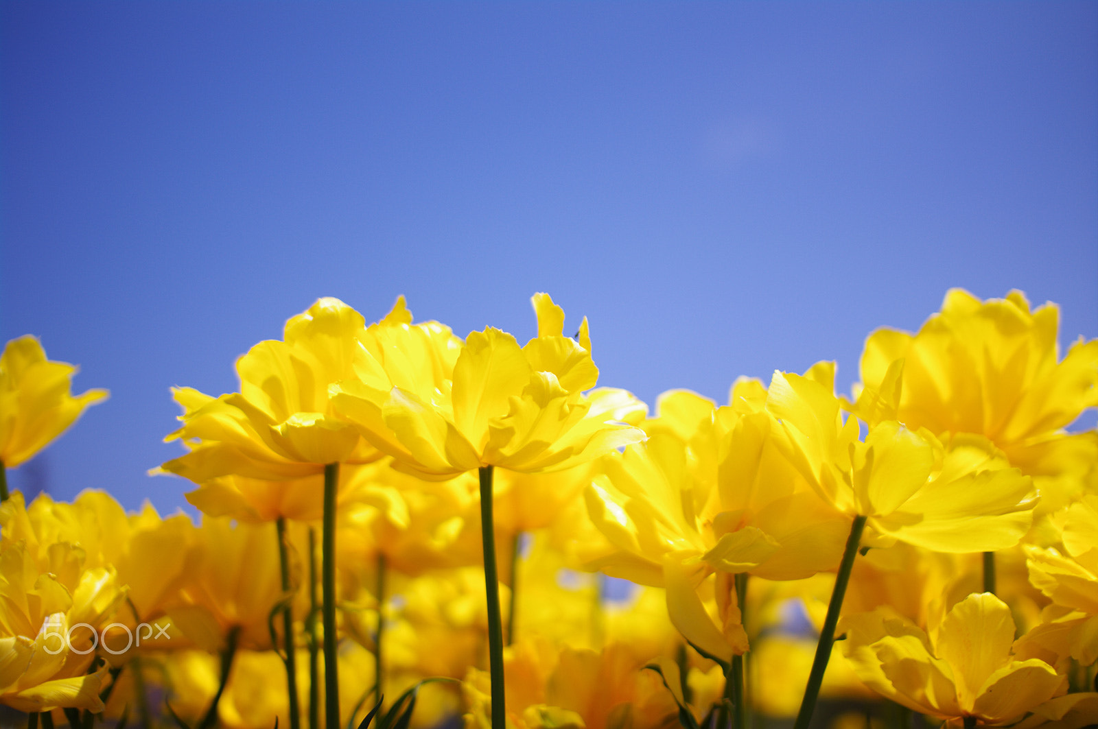 Pentax K-7 sample photo. Yellow & blue photography