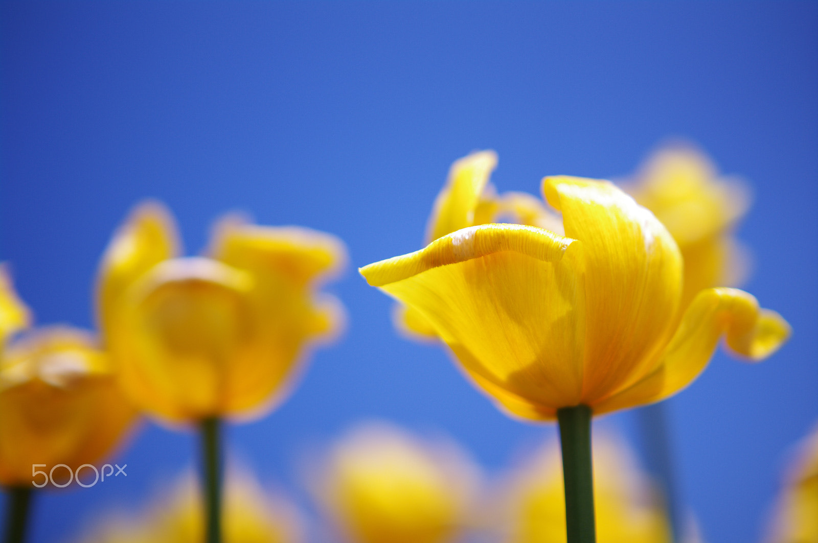 Pentax K-7 + Sigma sample photo. Yellow & blue photography