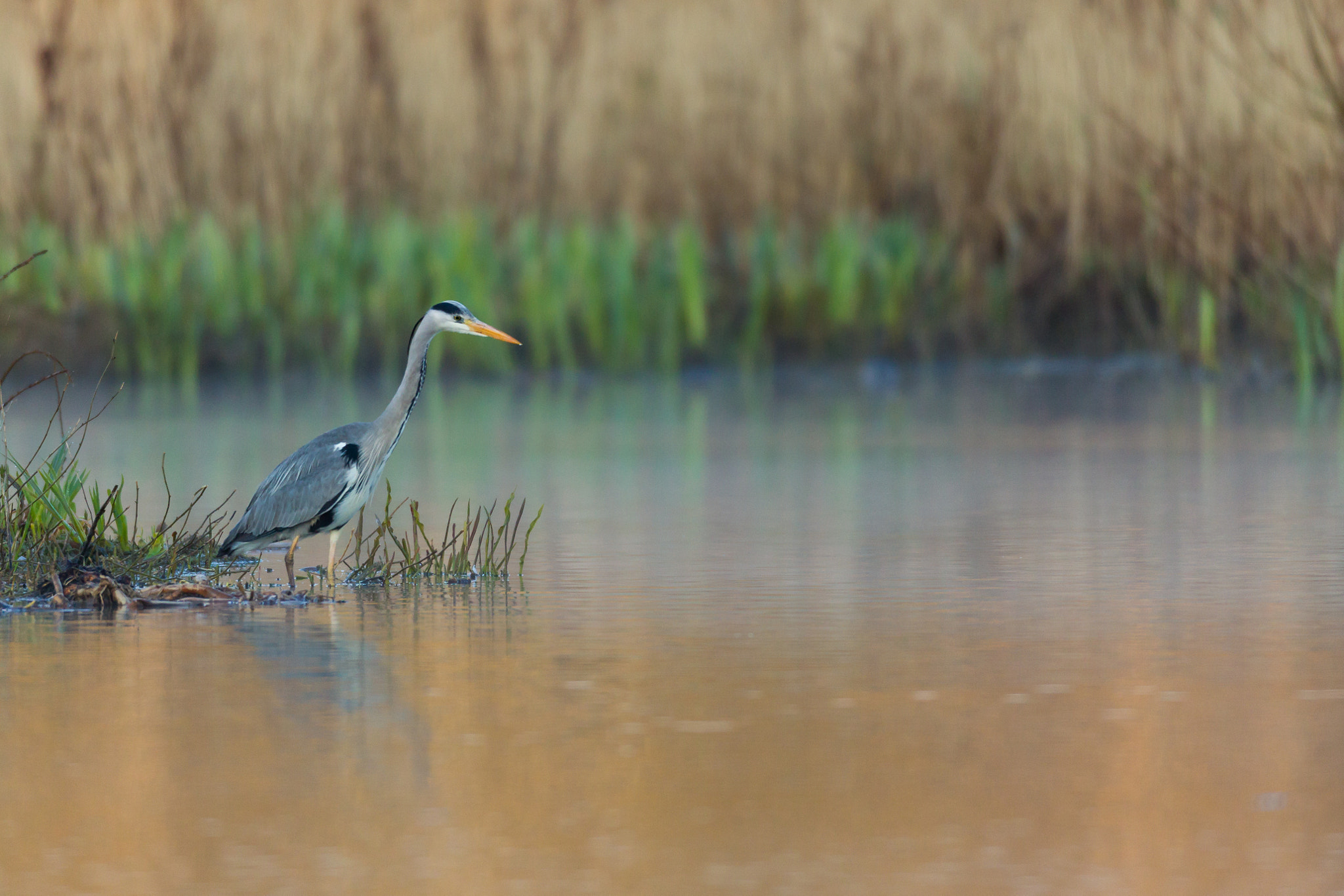 Canon EF 600mm f/4L IS sample photo. Gone fishing photography