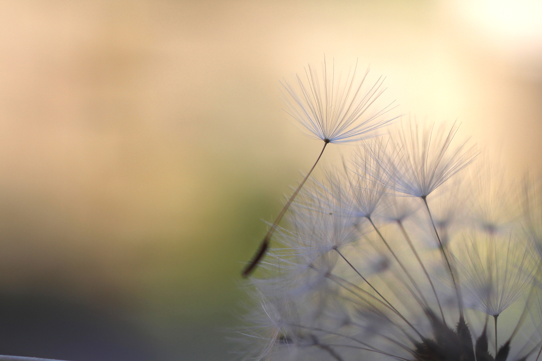 Canon EOS 700D (EOS Rebel T5i / EOS Kiss X7i) + Sigma 50mm f/2.8 EX sample photo. Dandelion photography