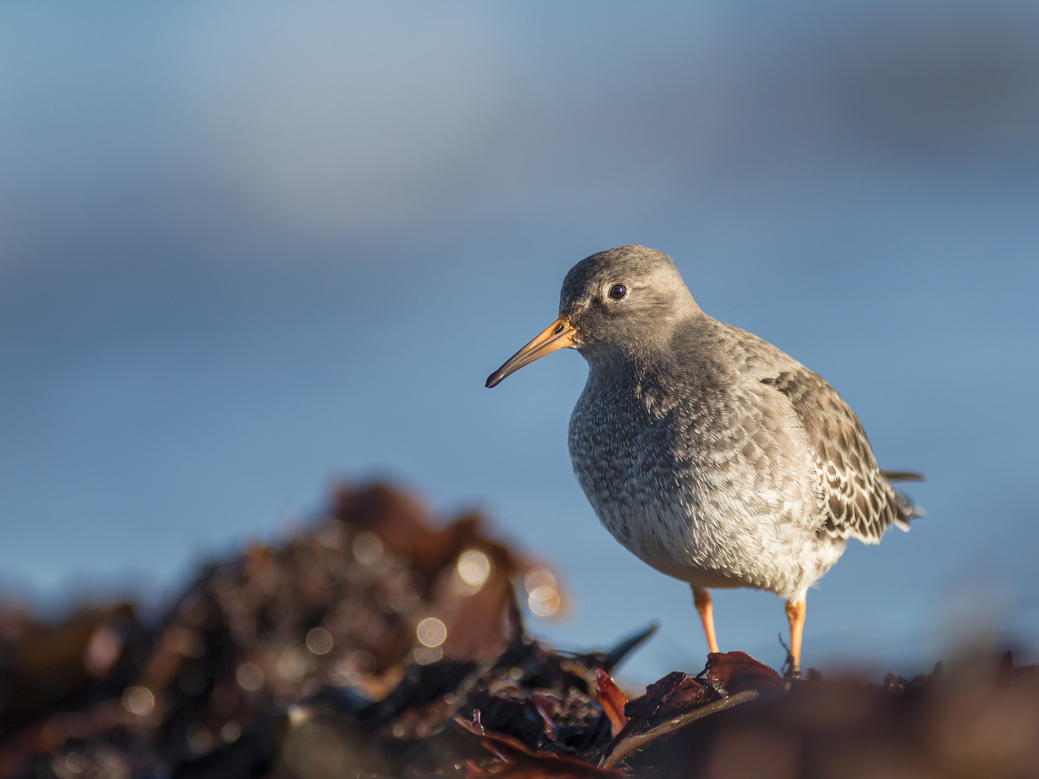 Canon EF 300mm f/2.8L + 1.4x sample photo. Purple sandiper photography