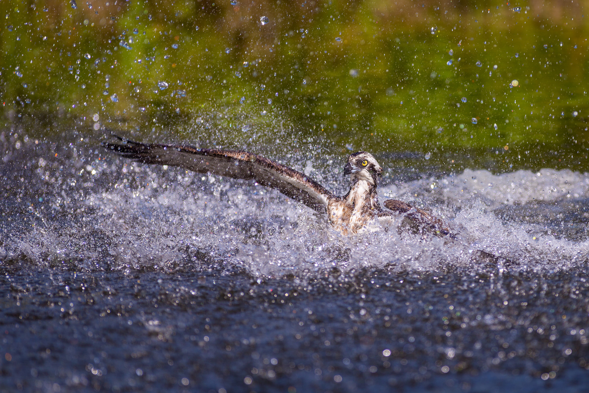 Canon EOS-1D X + Canon EF 300mm f/2.8L sample photo. Playing at the beach photography