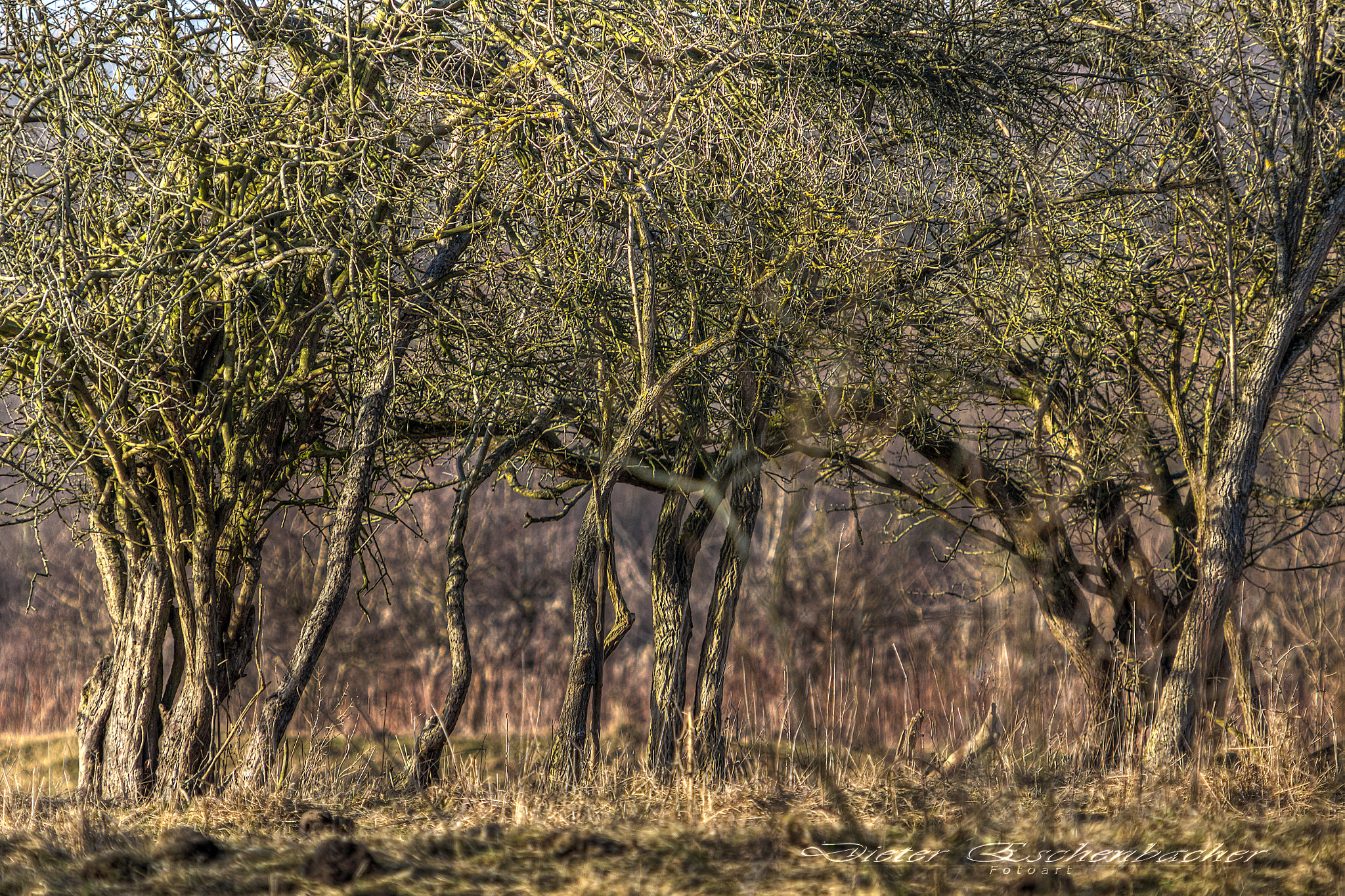 Canon EF 70-200mm F2.8L USM sample photo. Serengeti iii photography