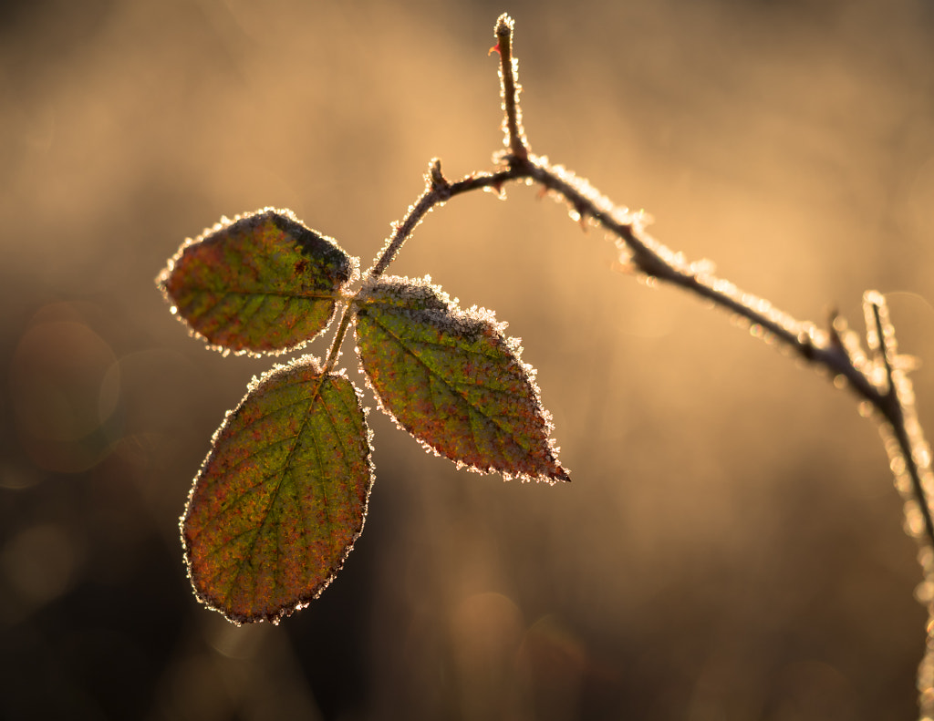 A Winter Morning Bouquet by Christina Obermaier on 500px.com