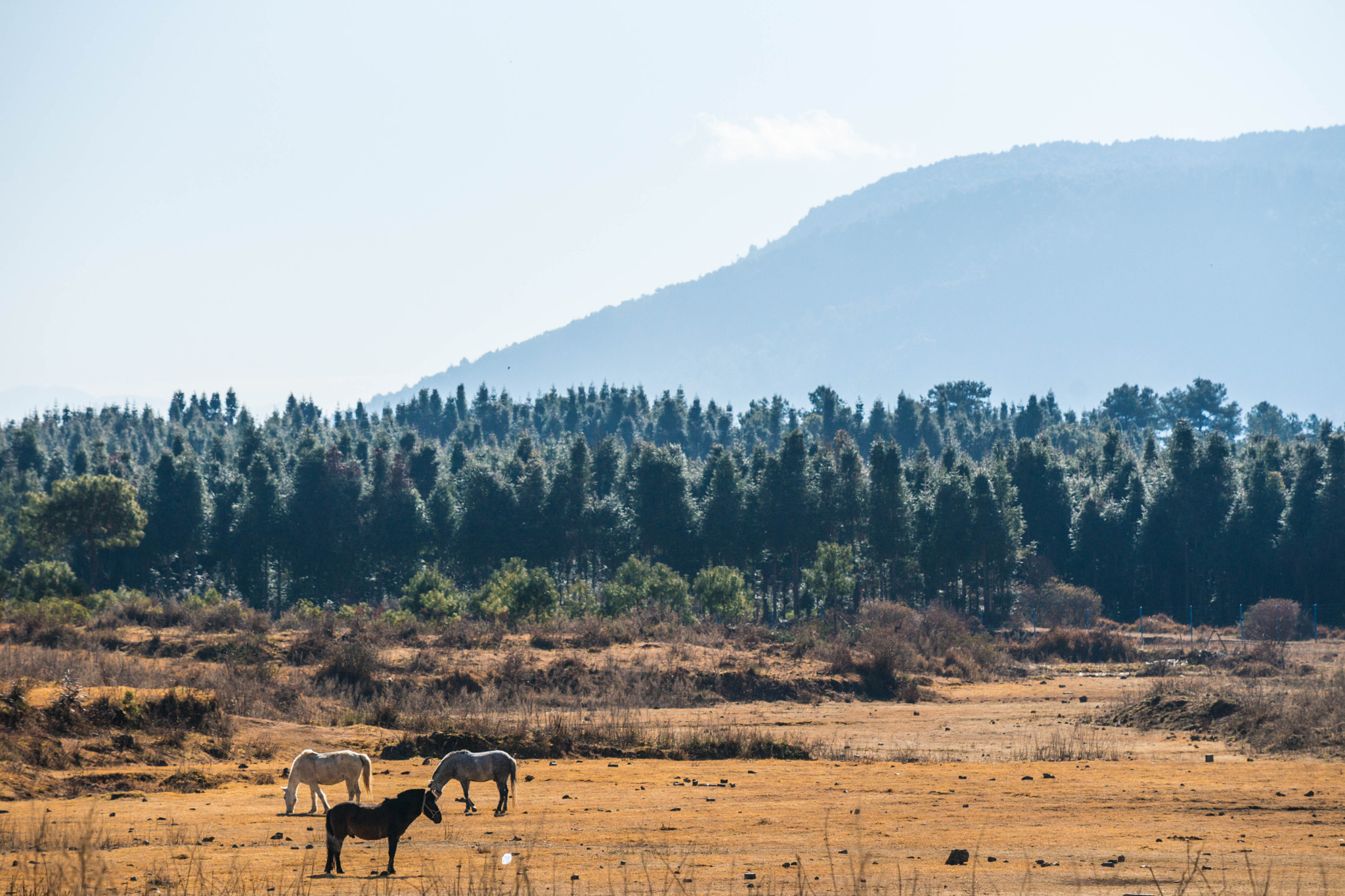 Minolta/Sony AF 70-200mm F2.8 G sample photo