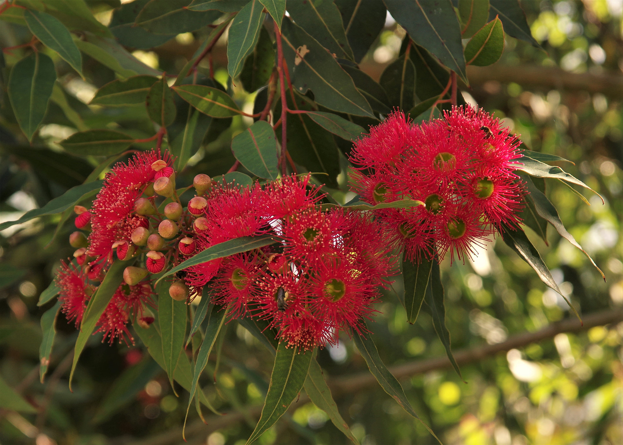 Pentax K-3 + Sigma 17-70mm F2.8-4.5 DC Macro sample photo. Red flowering gum photography