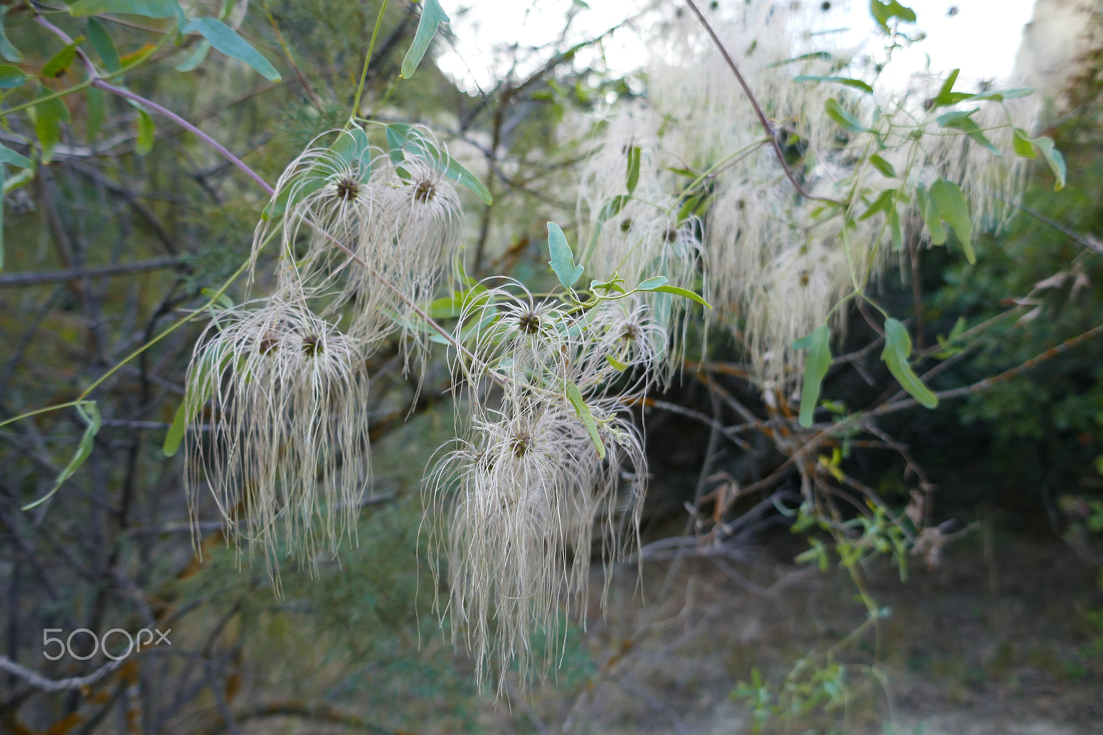 Panasonic DMC-TZ110 sample photo. A plant in vashlovani protected territory, georgia photography