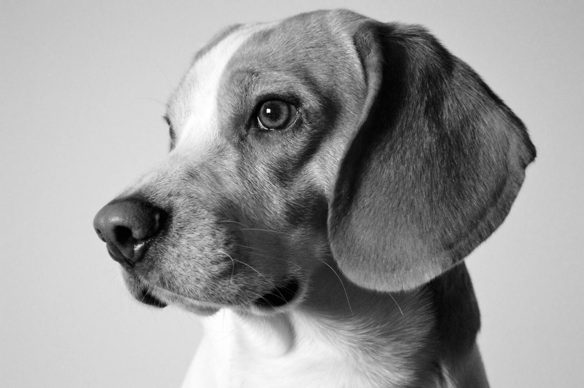 Nikon AF-S Nikkor 28mm F1.8G sample photo. My lemon beagle photography