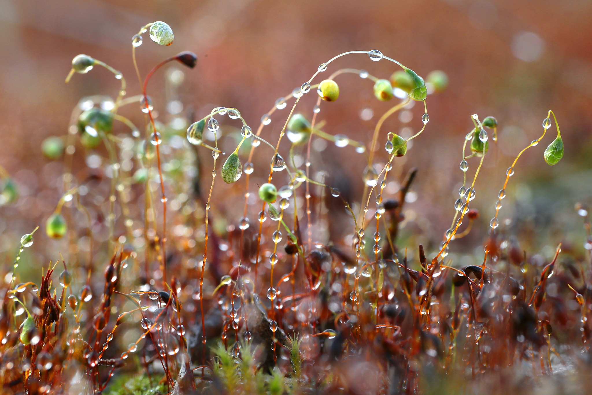 Sigma 70mm F2.8 EX DG Macro sample photo. Moss and drops photography