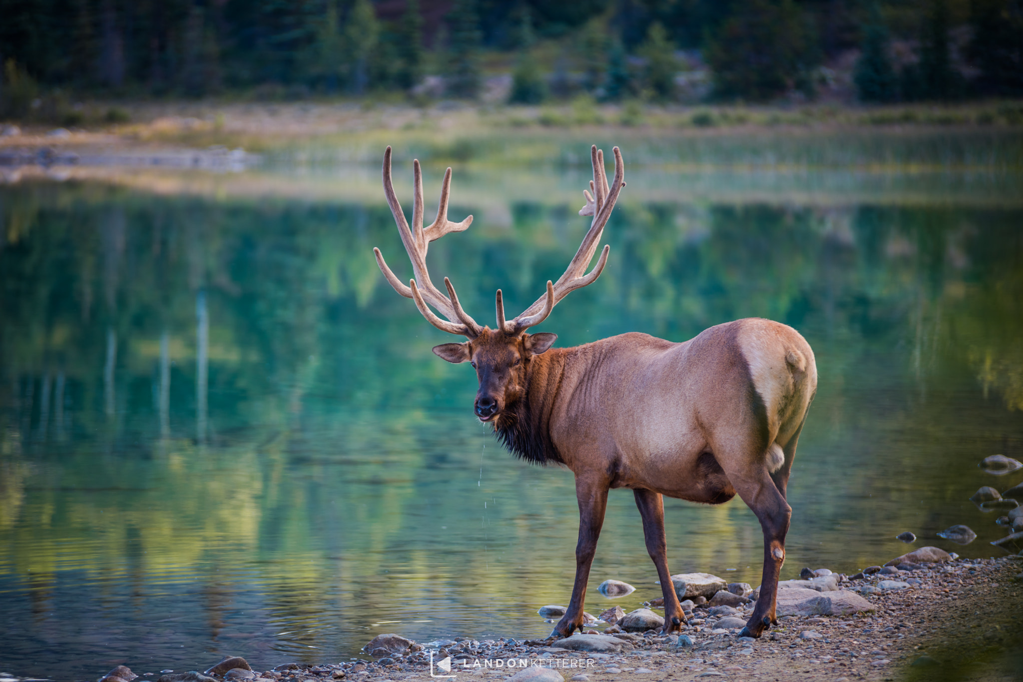 Canon EOS 5DS + Sigma 50-200mm F4-5.6 DC OS HSM sample photo. Derpy elk photography