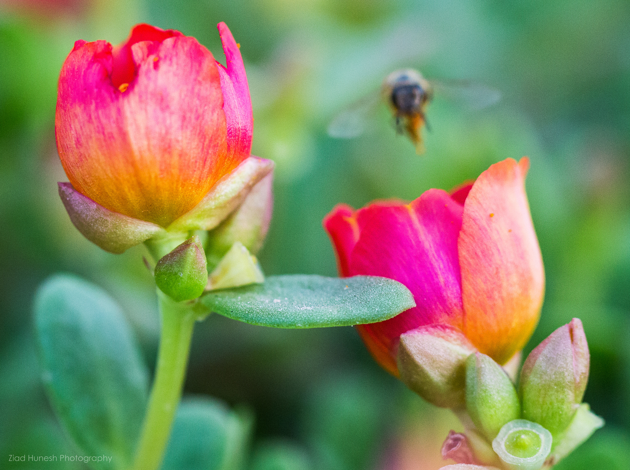 Canon EF 100mm F2.8L Macro IS USM sample photo. Bee and flowers photography
