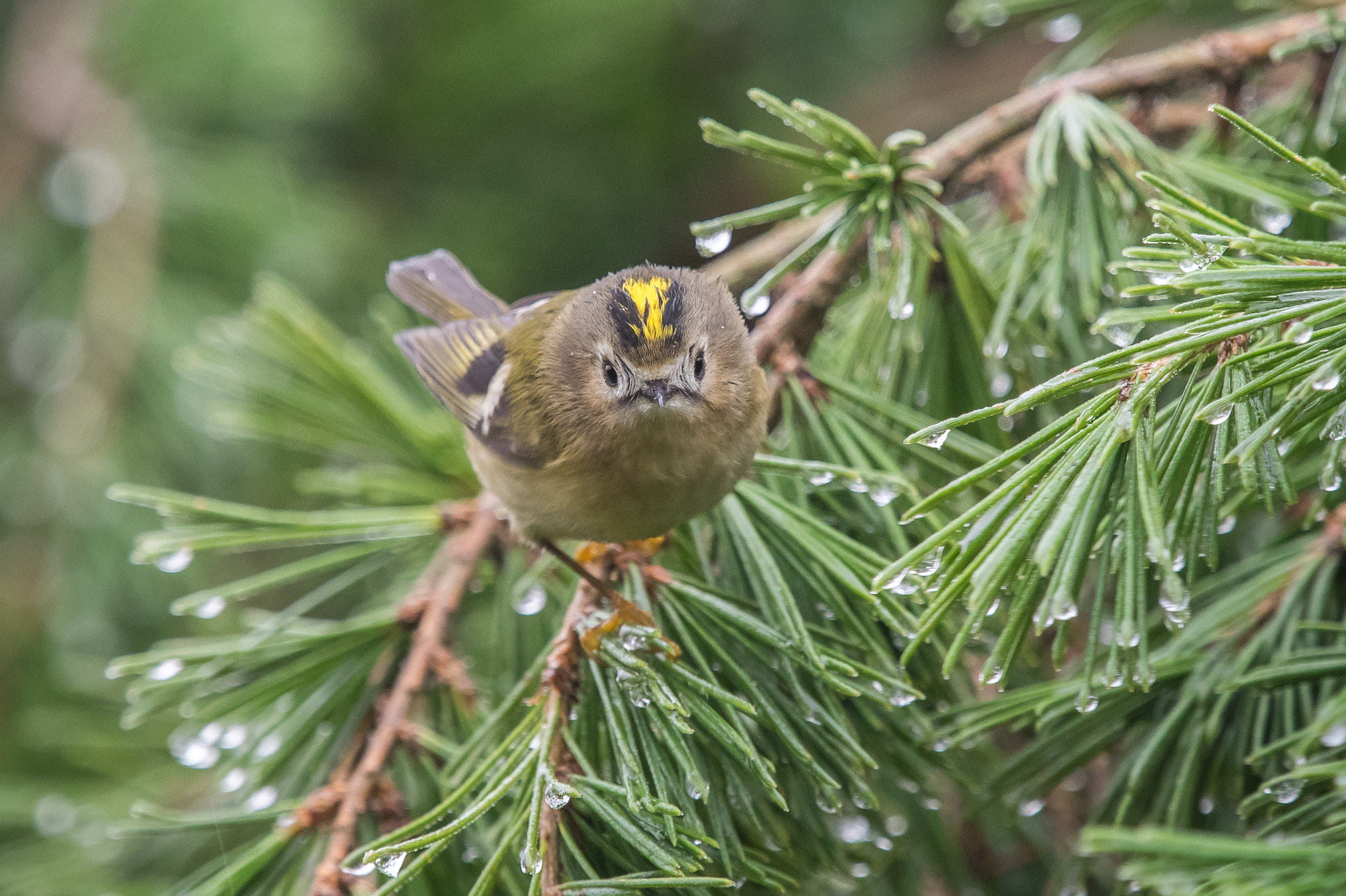 Olympus OM-D E-M1 + Olympus M.Zuiko Digital ED 40-150mm F2.8 Pro sample photo. Goldcrest photography