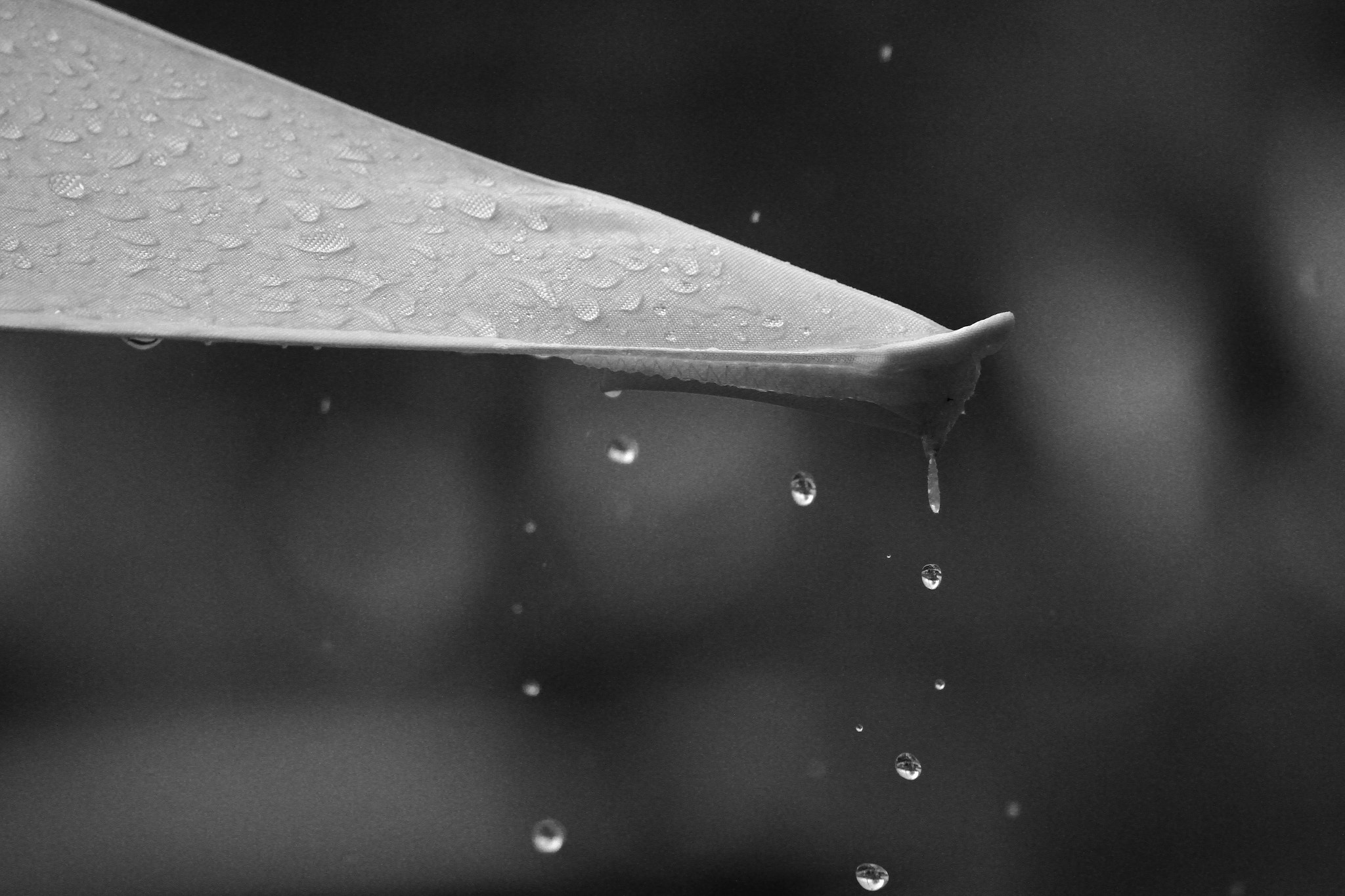Sigma 70-300mm F4-5.6 APO DG Macro sample photo. Raindrops photography