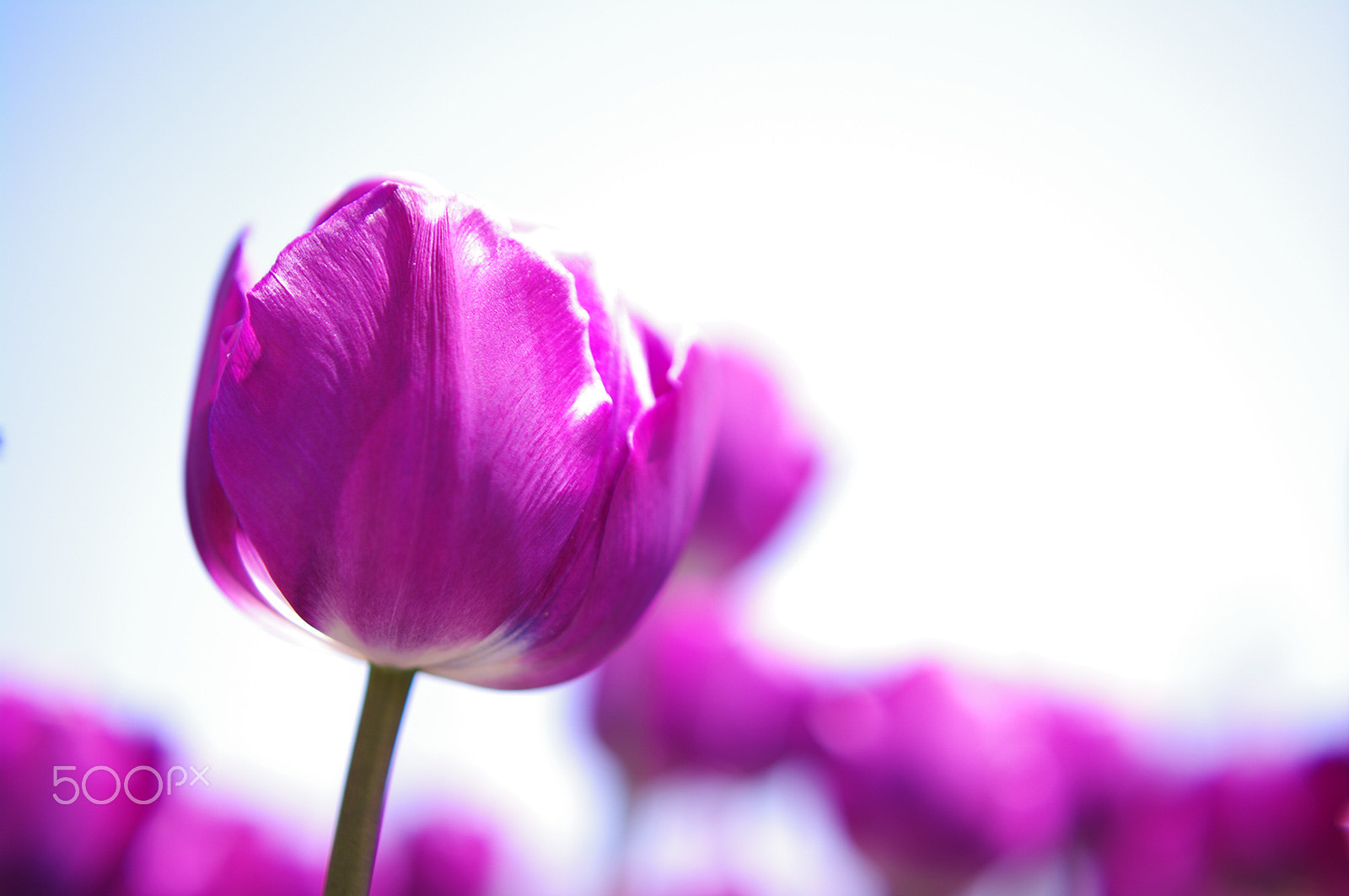 Pentax K-7 + Sigma sample photo. Purple & sky photography