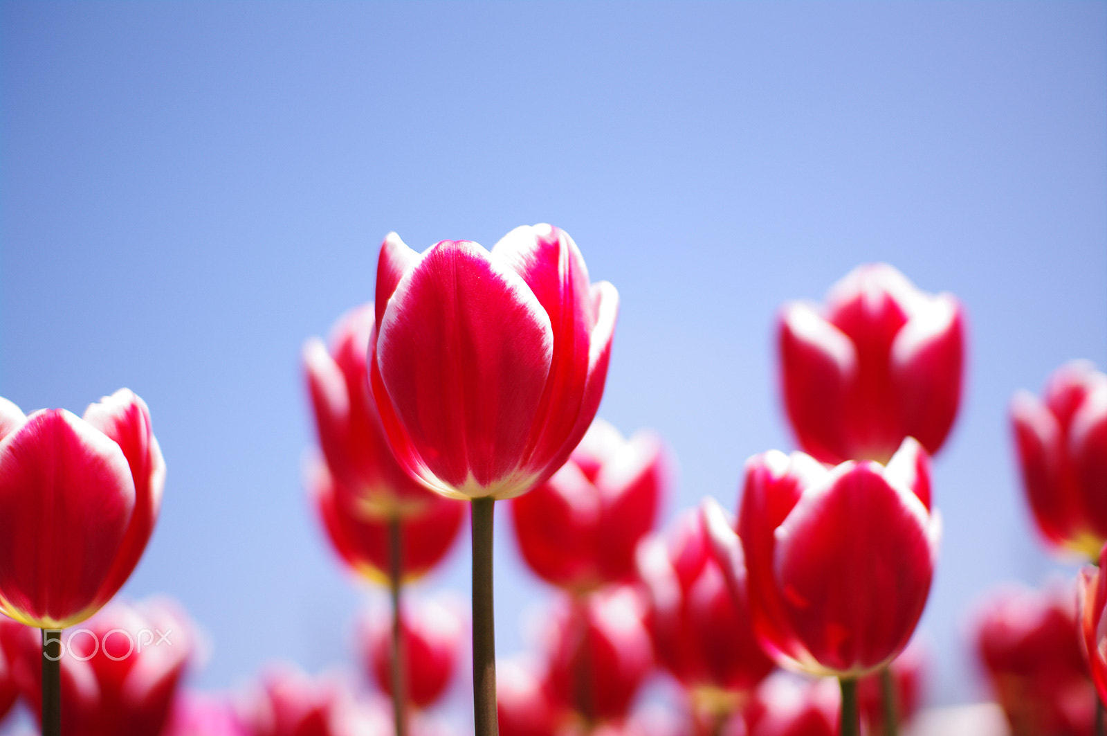 Pentax K-7 + Sigma sample photo. Scarlet ＆ sky photography