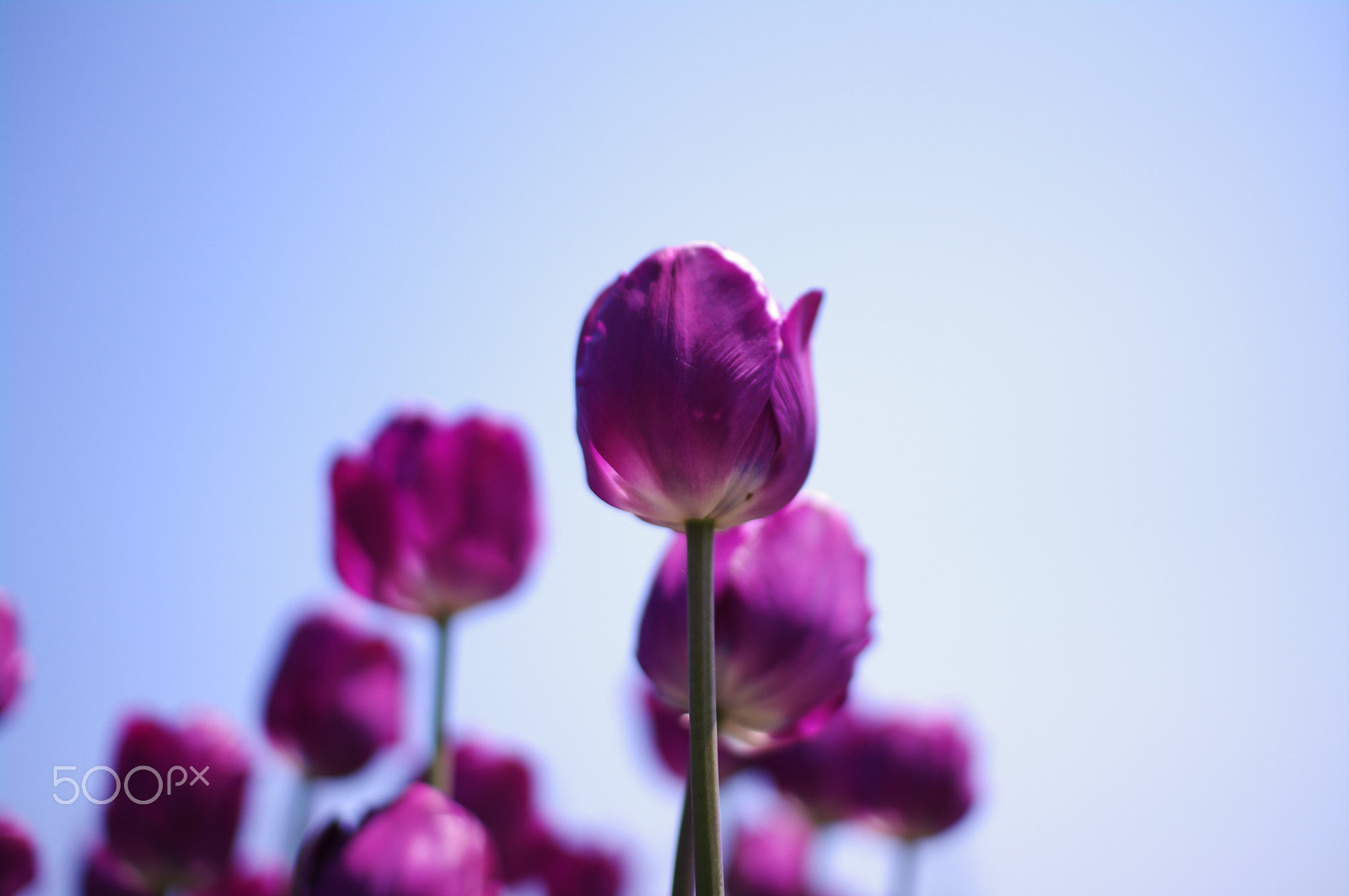 Pentax K-7 + Sigma sample photo. Violet & sky photography