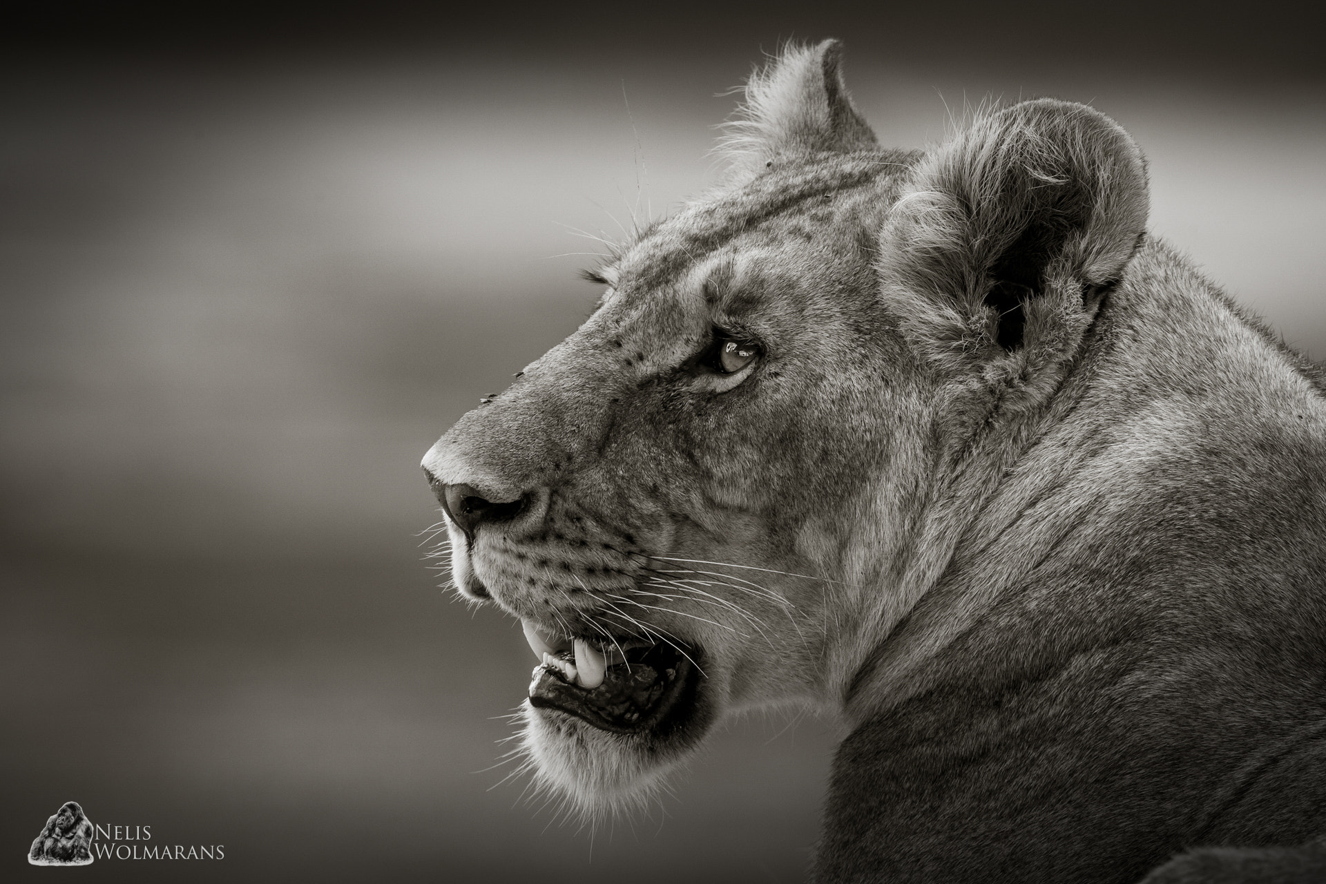 Canon EF 600mm f/4L IS sample photo. Maasai mara queen photography