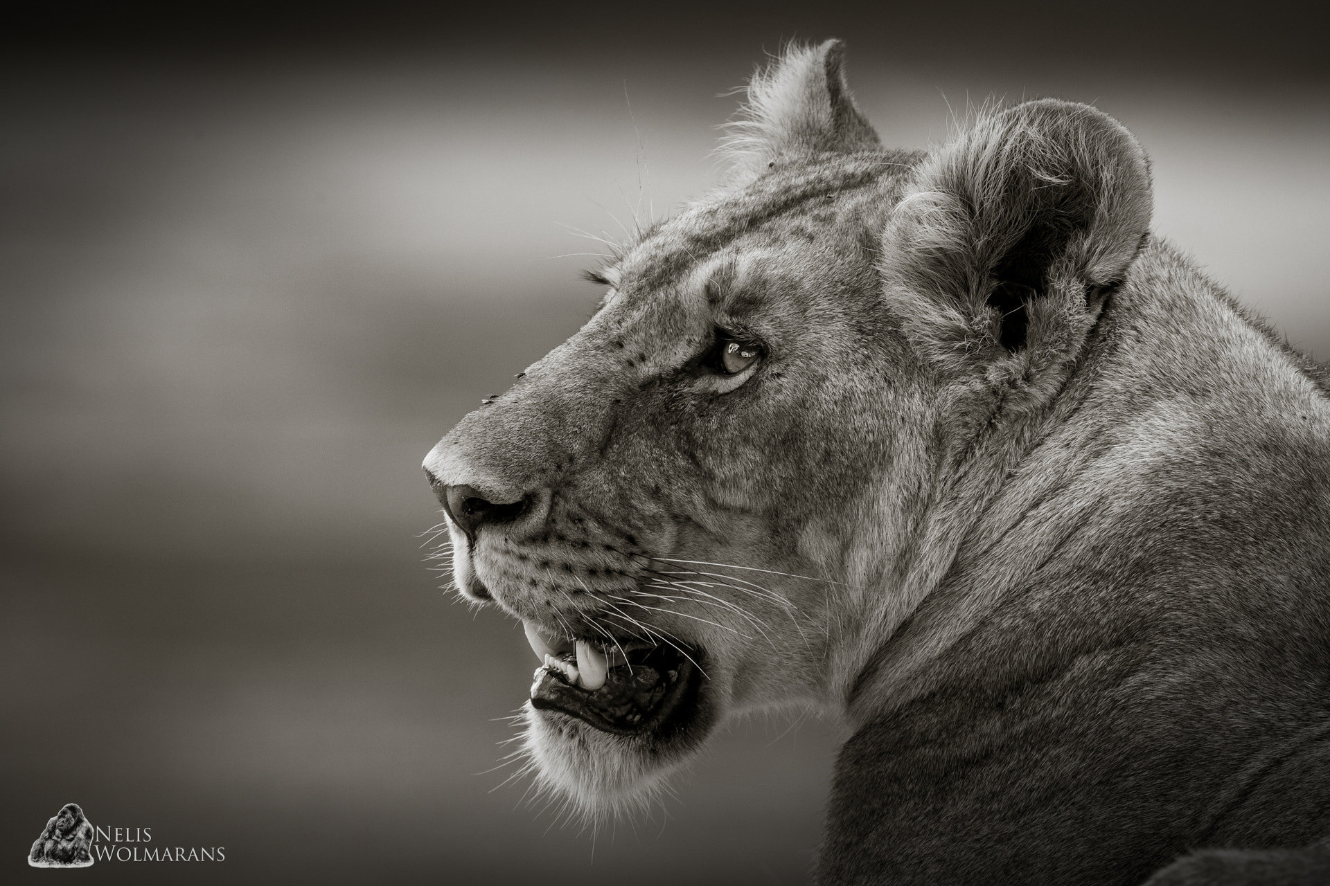 Canon EOS-1D Mark IV + Canon EF 600mm f/4L IS sample photo. Maasai mara queen photography