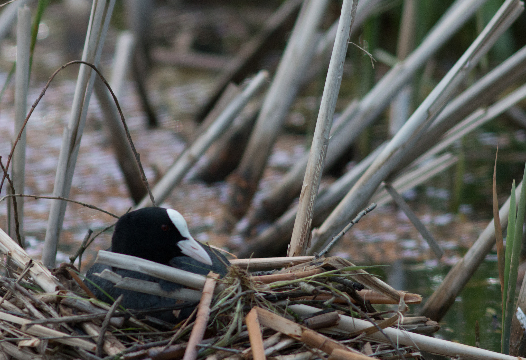 Canon EF 200mm f/2.8L II + 2x sample photo. Brooding coot photography