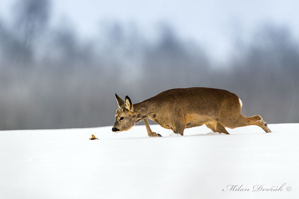 Canon EOS 7D Mark II + Canon EF 300mm F2.8L IS USM sample photo. Debilitating path through the snow for one sheet photography