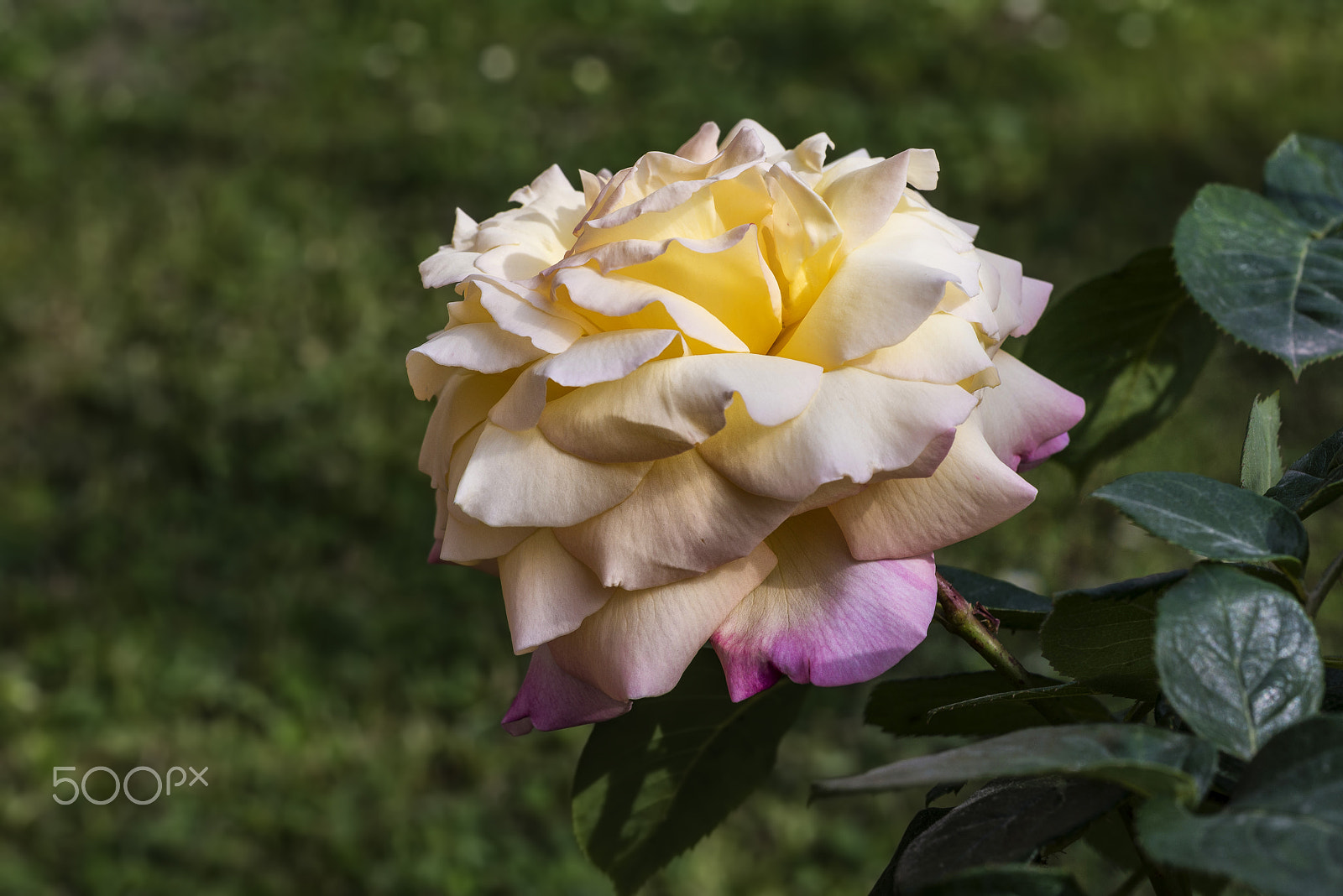 Nikon D800E + AF Micro-Nikkor 55mm f/2.8 sample photo. Rose... photography