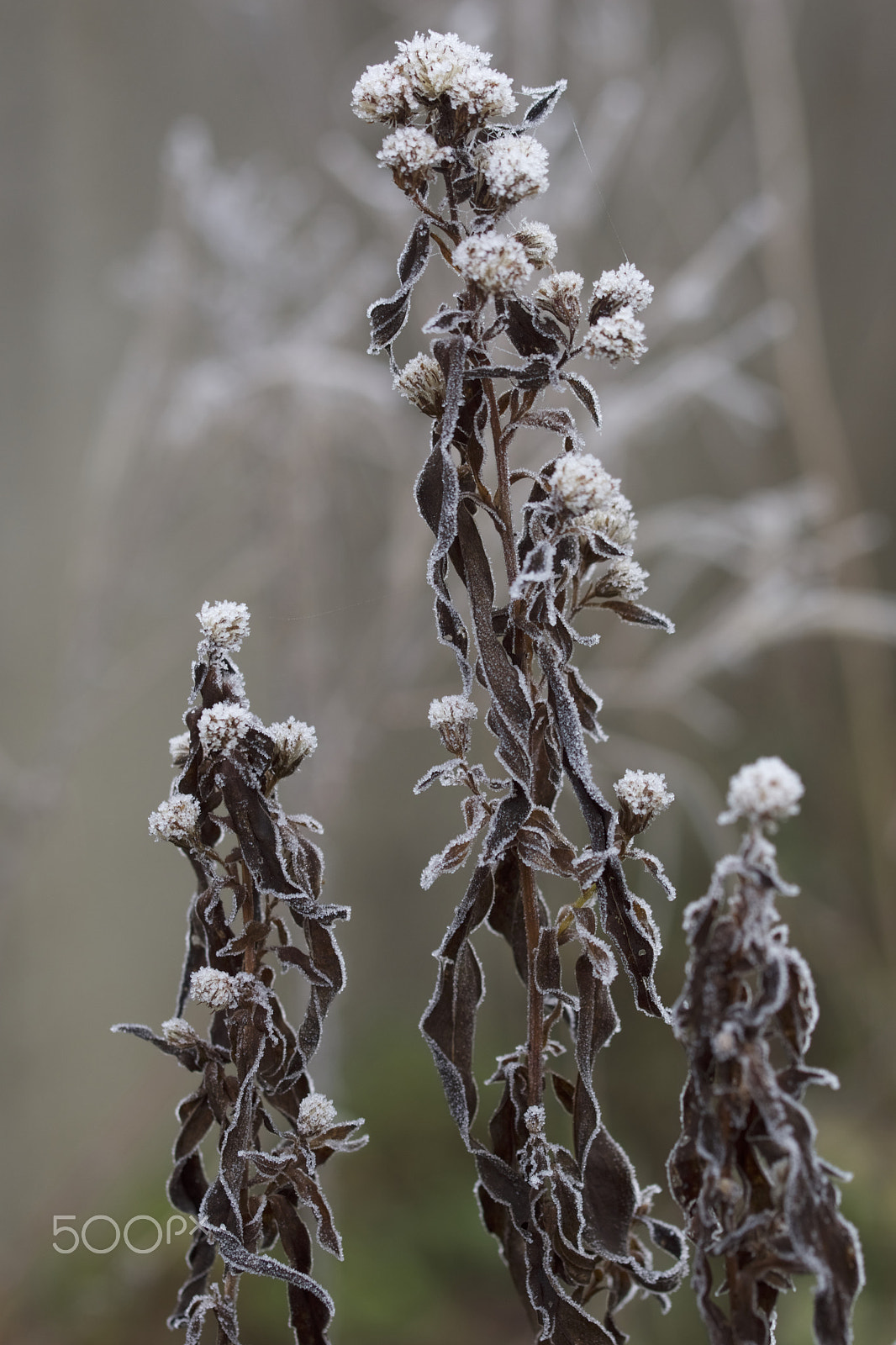 Sony SLT-A68 + 90mm F2.8 Macro SSM sample photo. Winter photography