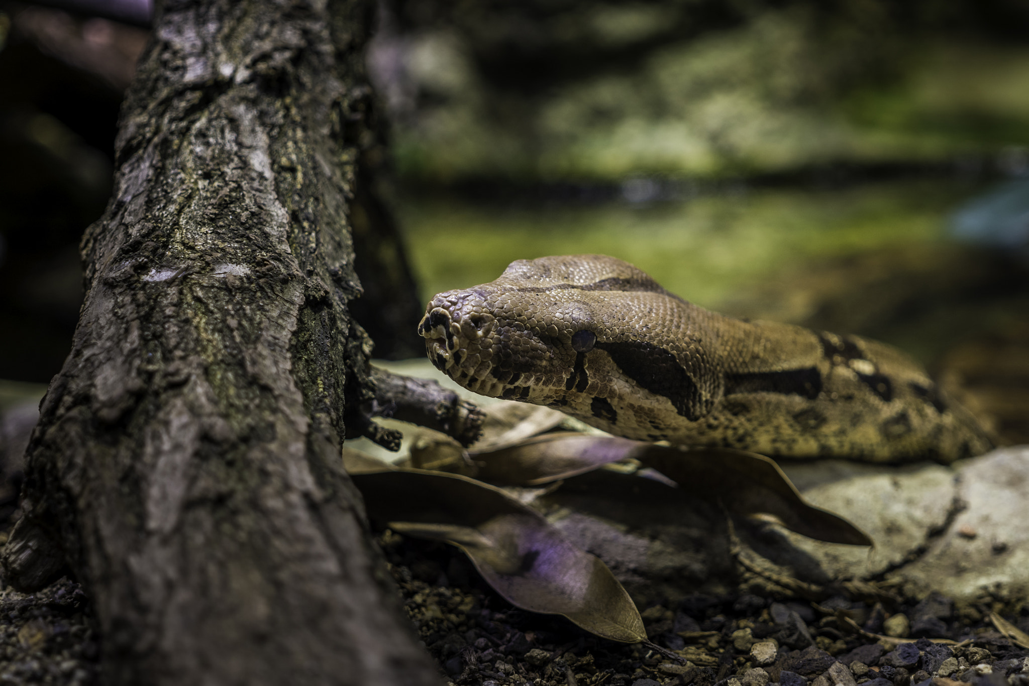 Sony a6000 + Sigma 30mm F2.8 EX DN sample photo. Snake photography