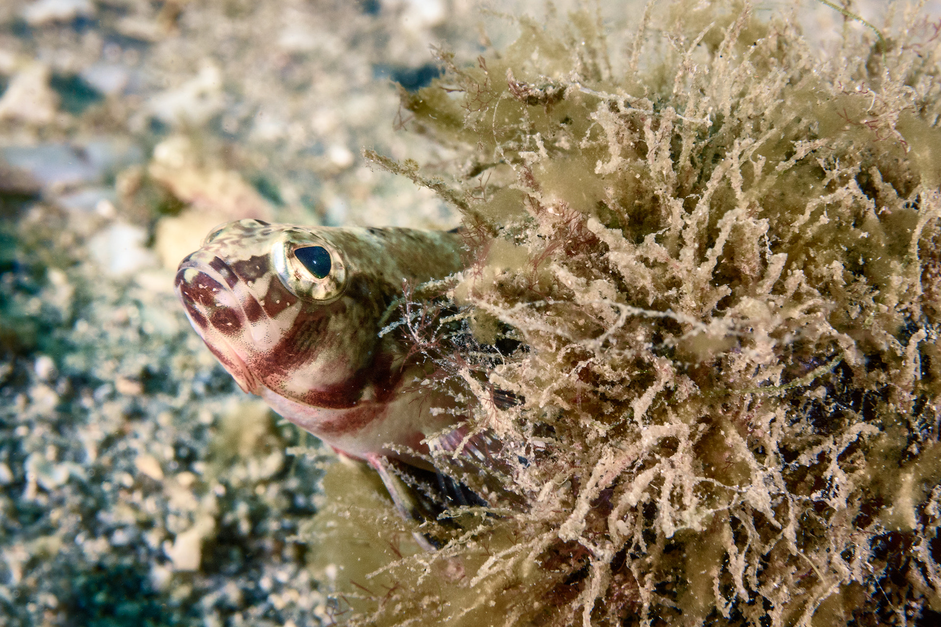 Nikon AF-S Micro-Nikkor 60mm F2.8G ED sample photo. Blenny in a bottle photography