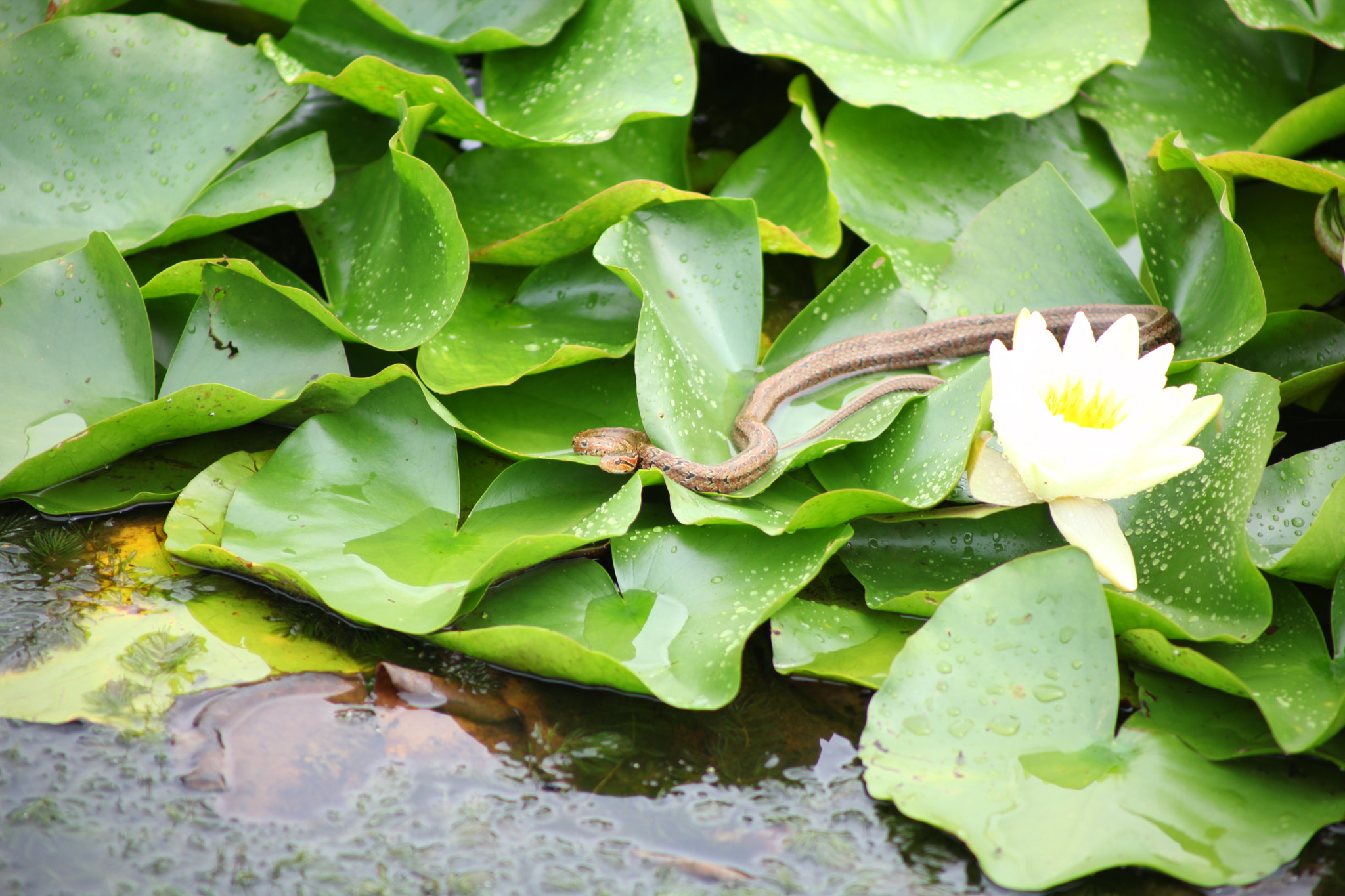 EF75-300mm f/4-5.6 sample photo