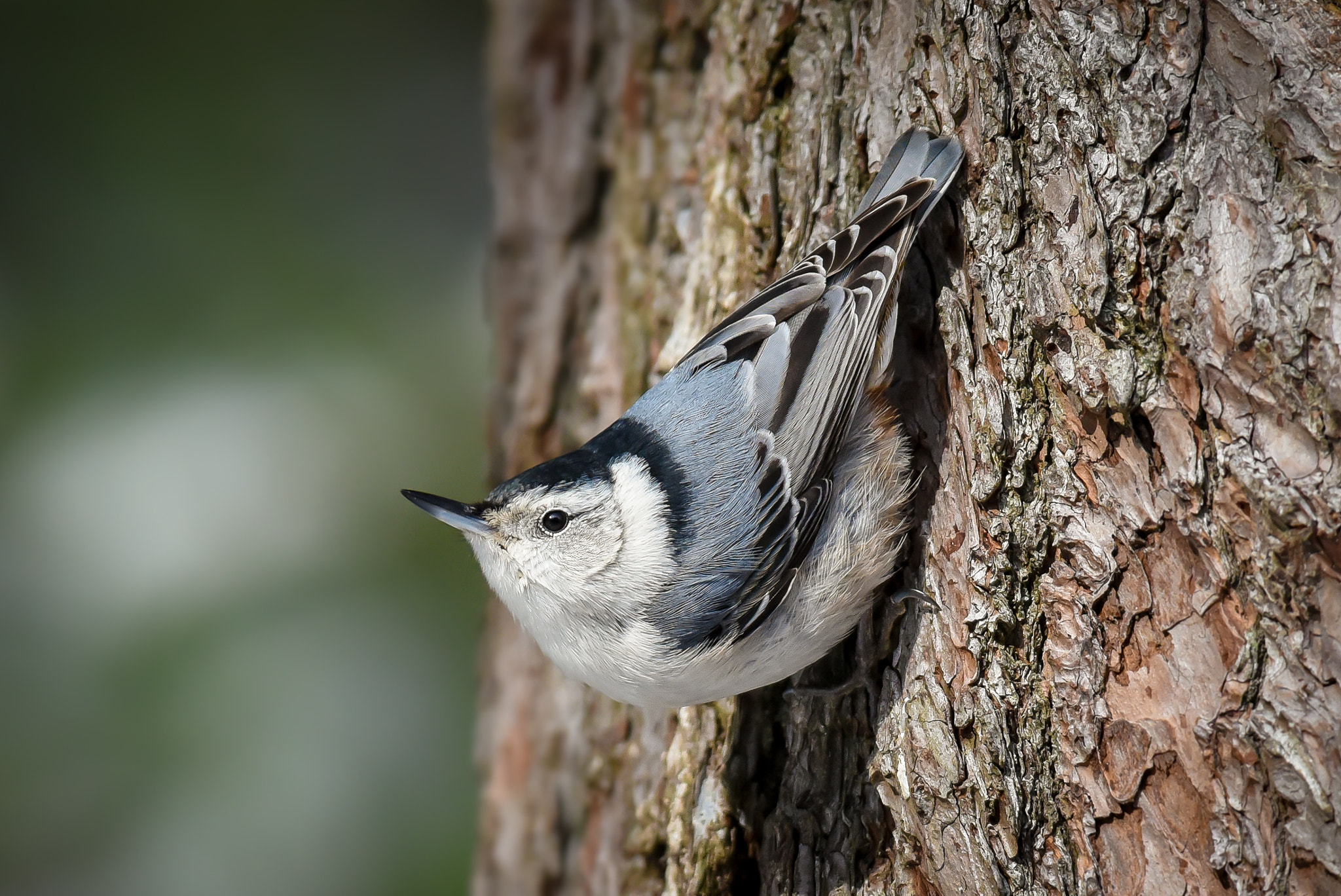 Nikon D750 + Nikon AF-S Nikkor 300mm F2.8G ED-IF VR sample photo. White-breasted nuthatch photography